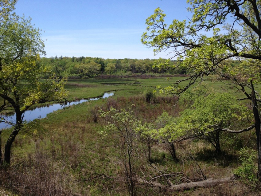 Field of vegetation lush and green about 14 days after a prescribed fire. 
