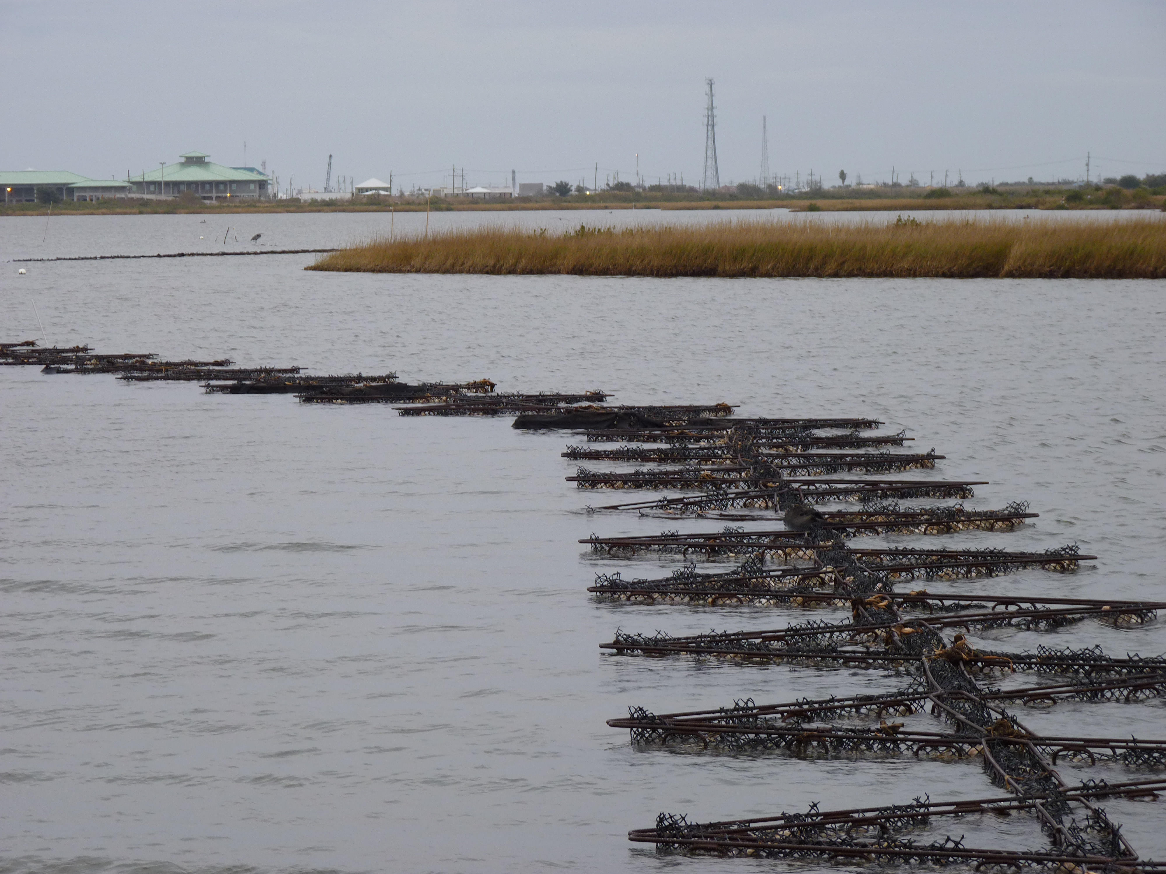 A row of submerged oyster cages wind across a waterway.