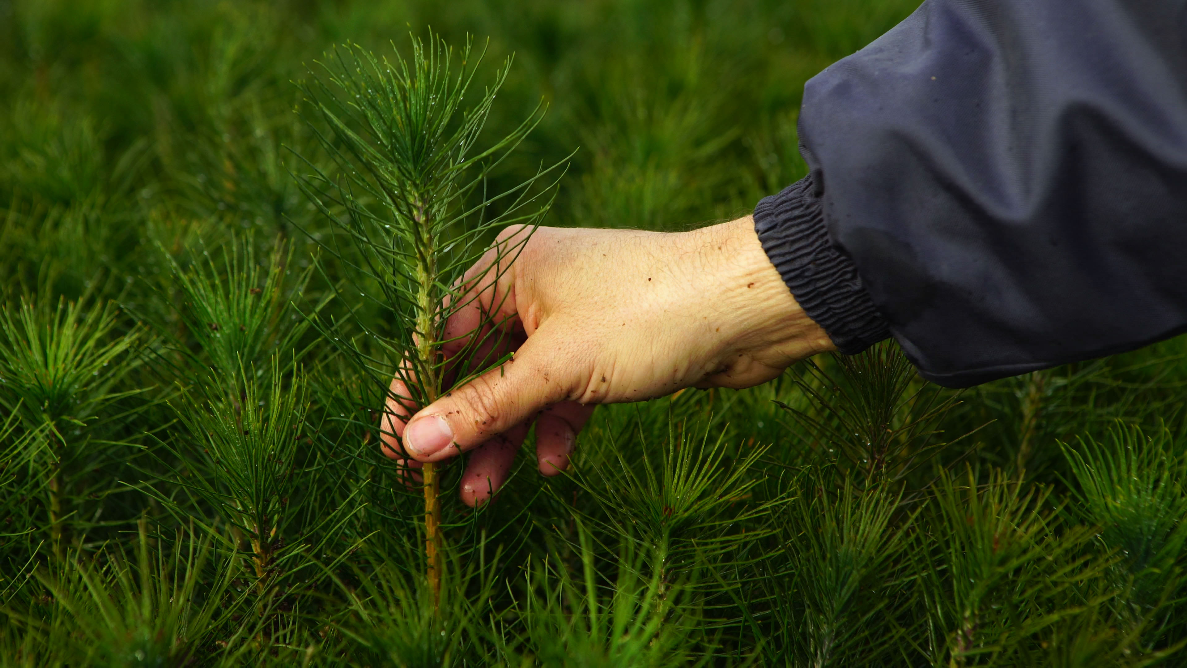 Manual de Buenas Prácticas Agrícolas (BPA)