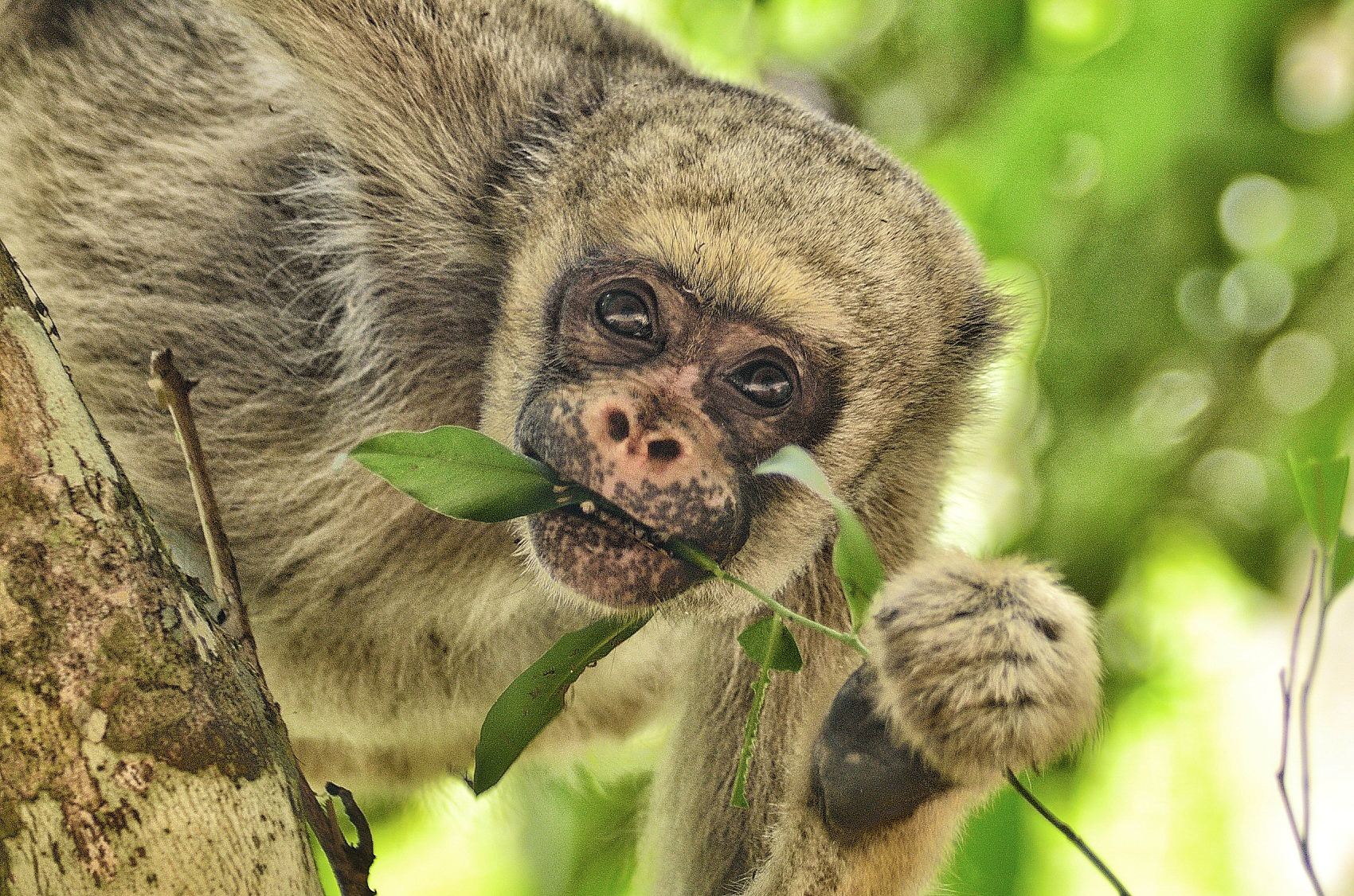 Mono araña muriqui come unas hojas