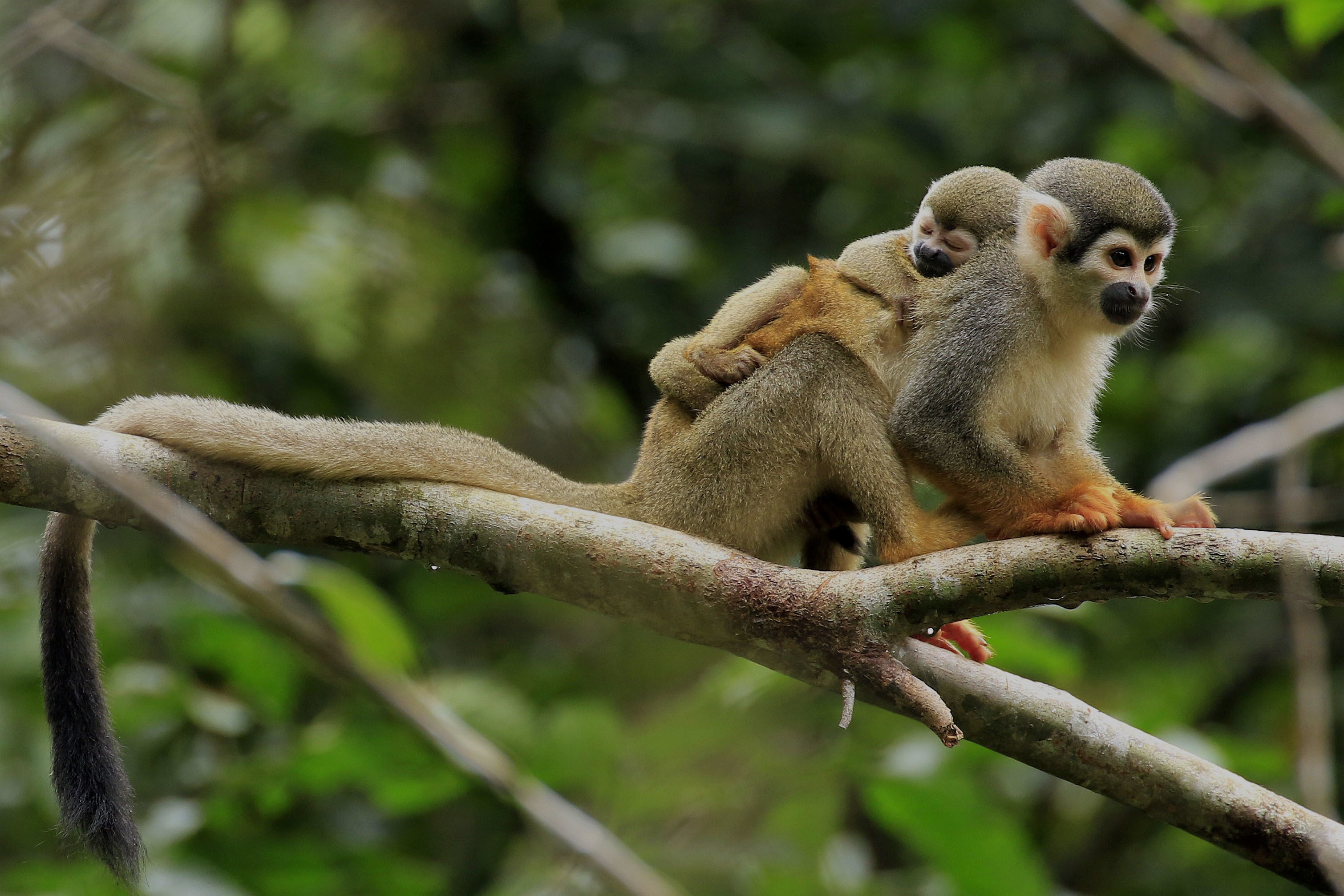 Monos ardilla  en la Reserva de la Biosfera Yasuni, Ecuador. 