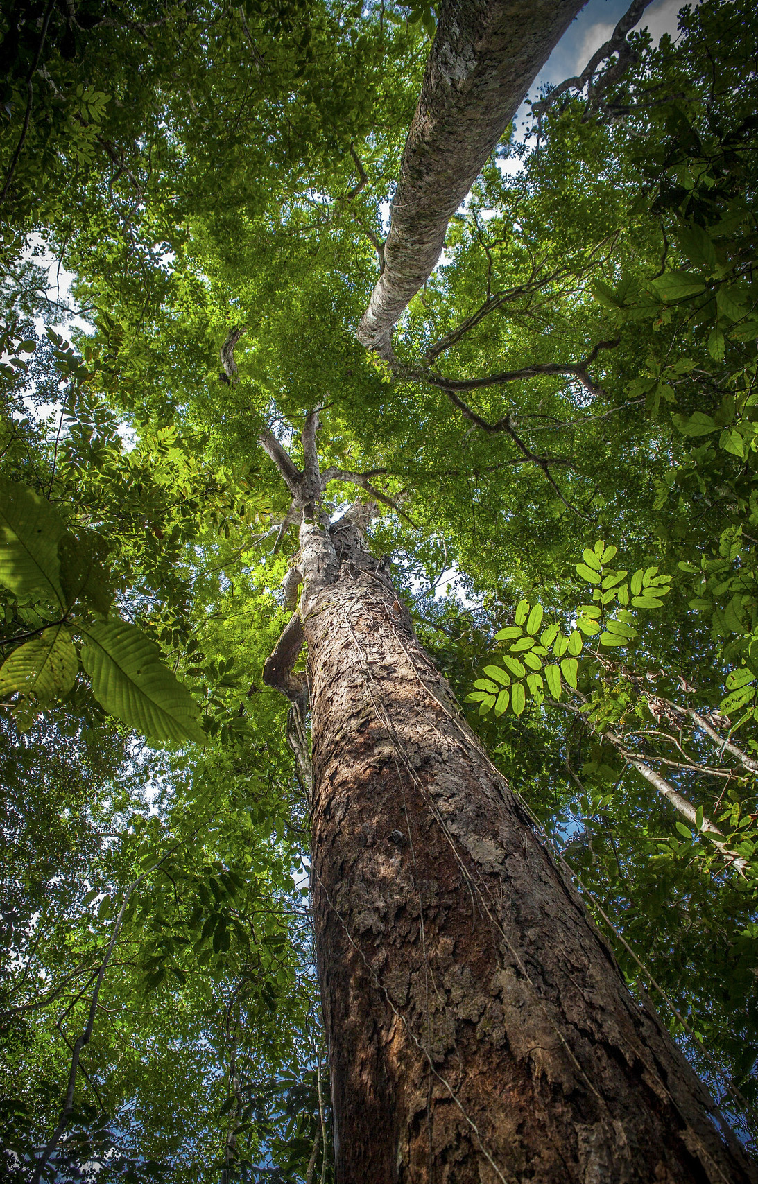 Dinizia excelsa, árbol amazónico.