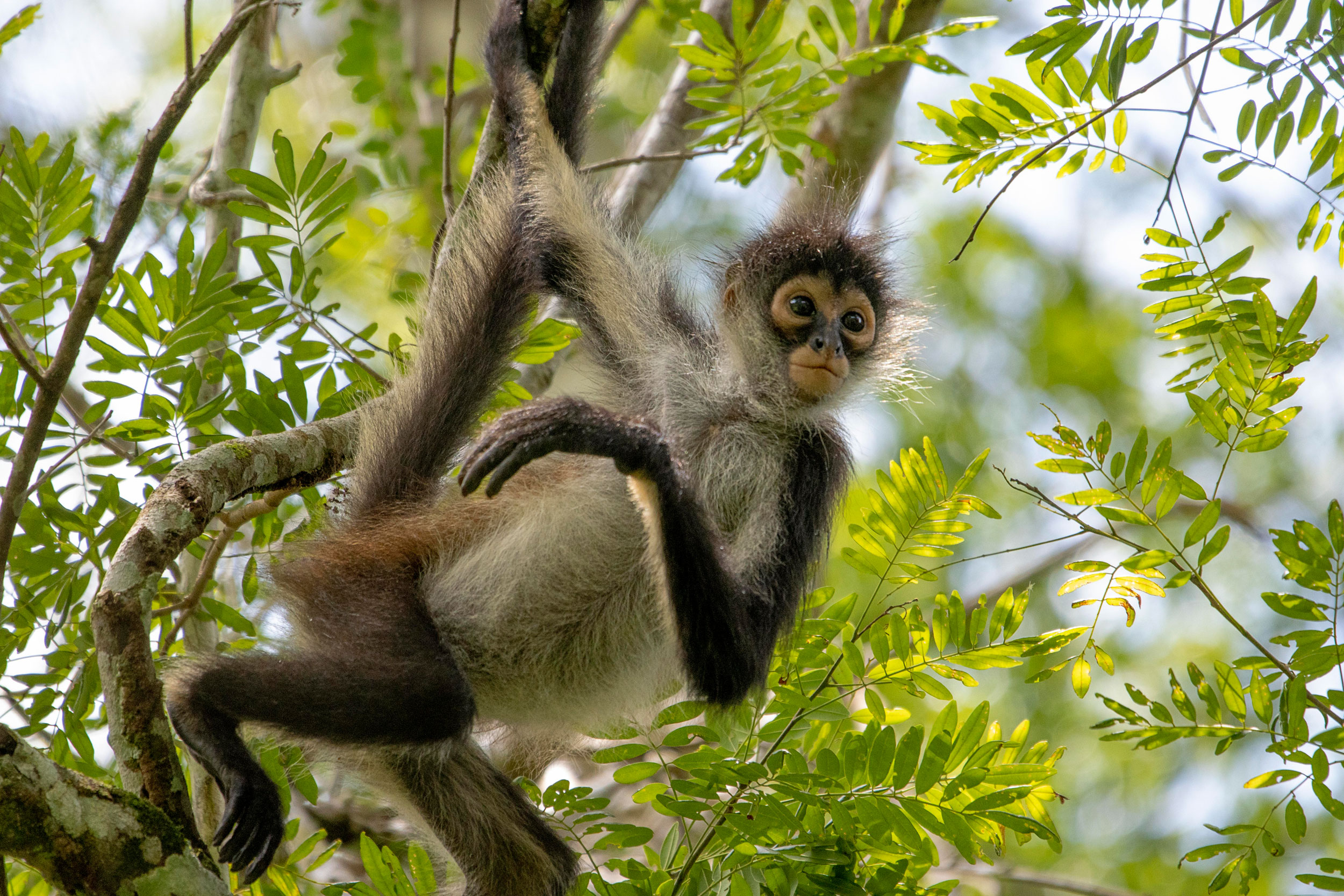 Monkey hanging from a tree branch in Belize rainforest.