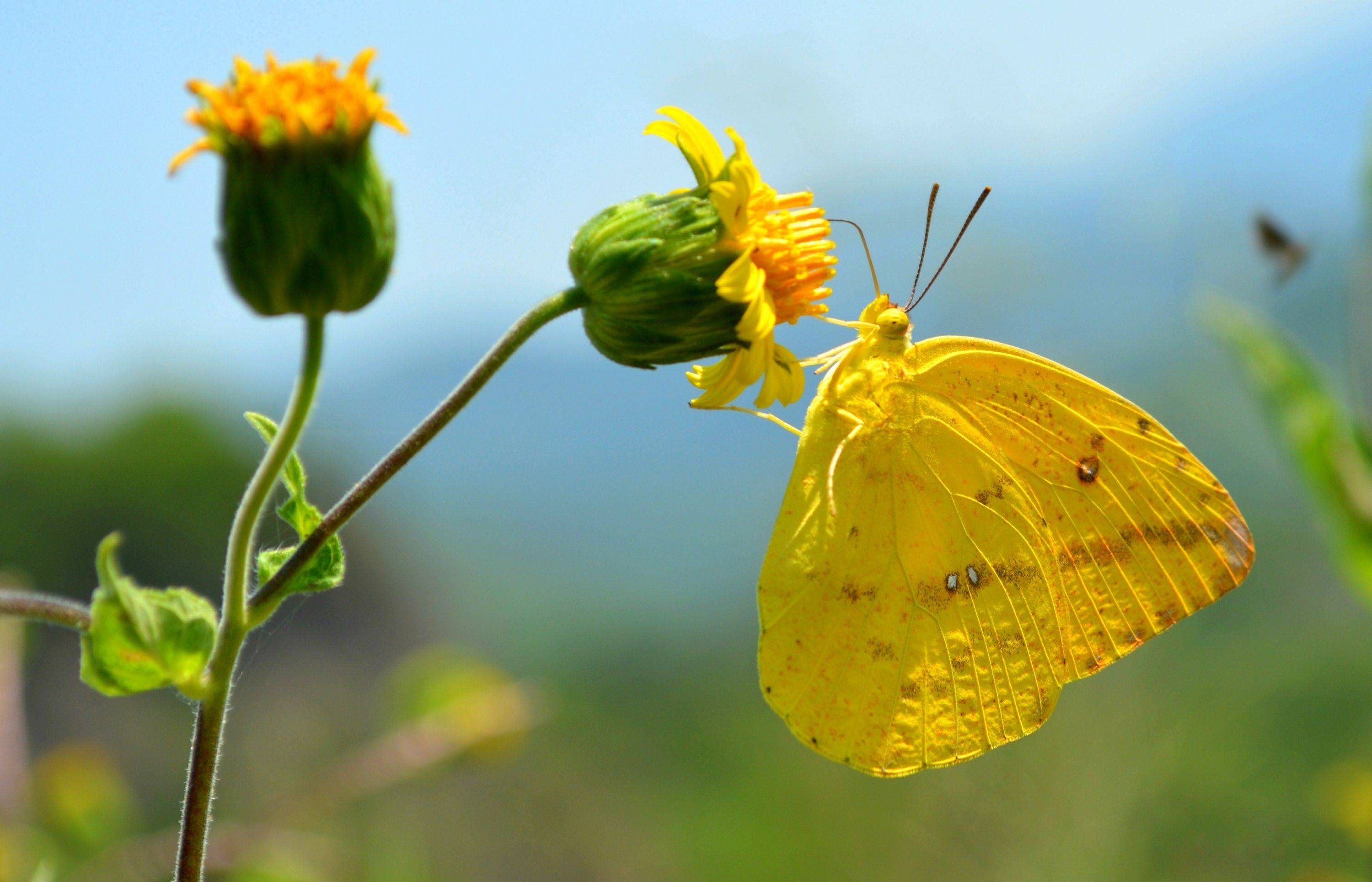 A yellow butterfly alights on a yellow flower. 