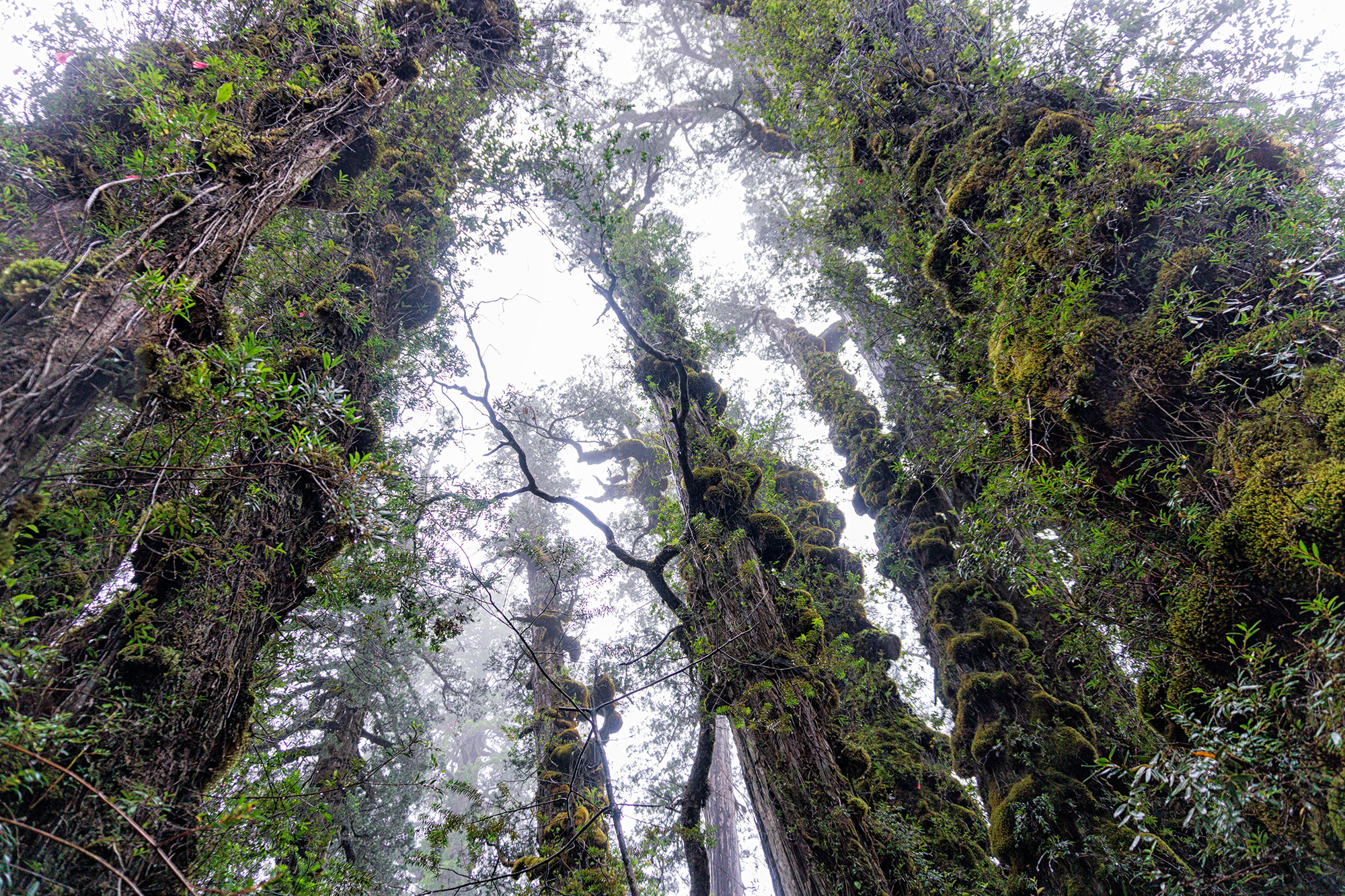 Alerce forest at the Valdivian Coastal Reserve.