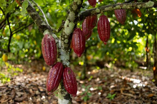 Árbol de cacao con frutos rojos.