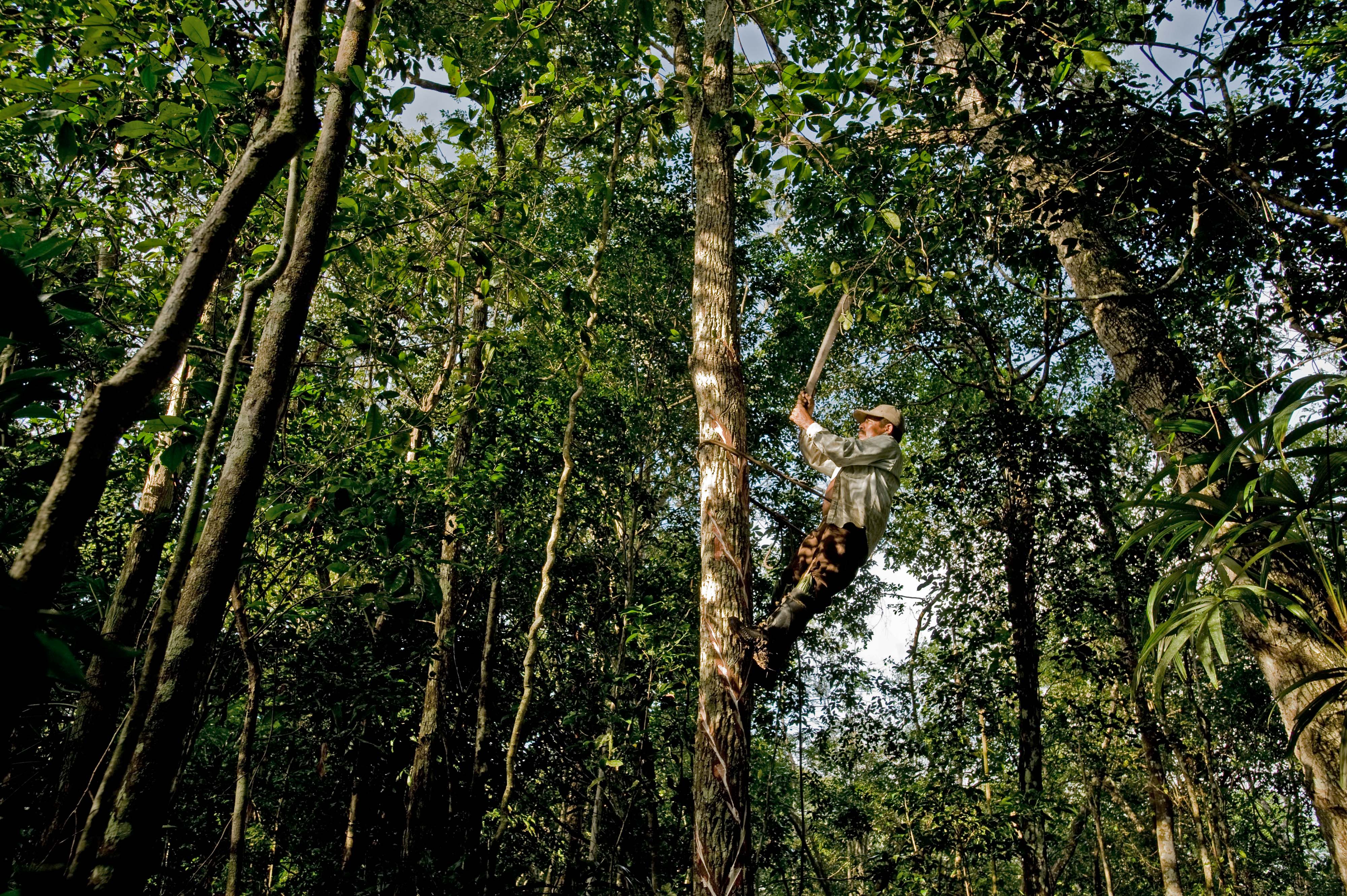 trabajo de comunidades en la selva maya