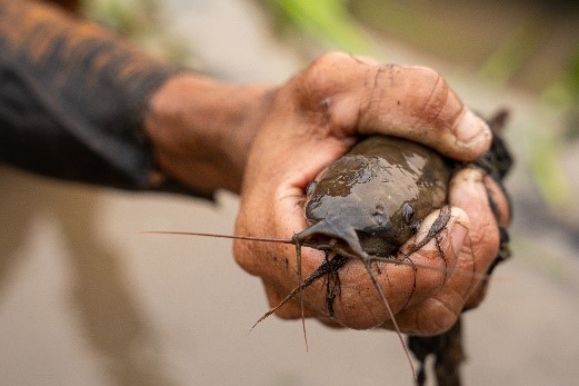 Curito, el pez anfibio de la Orinoquia colombiana.