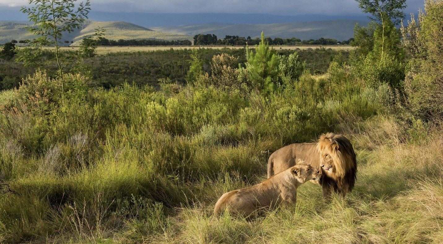 Pareja de leones