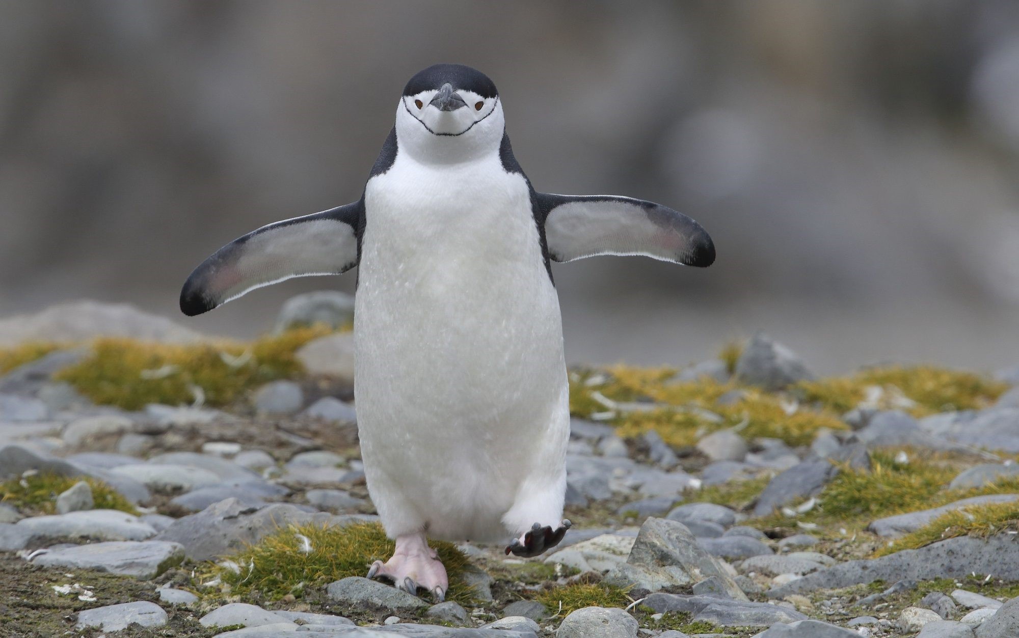 Pingüino caminando en naturaleza.