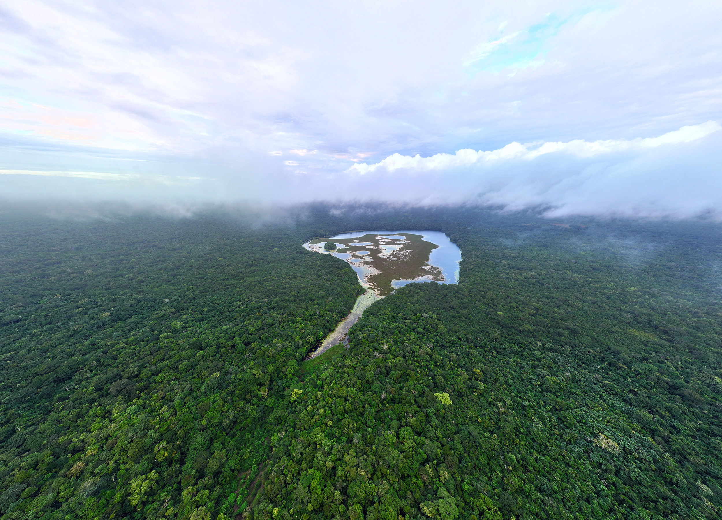 Maya forest aerial view. 