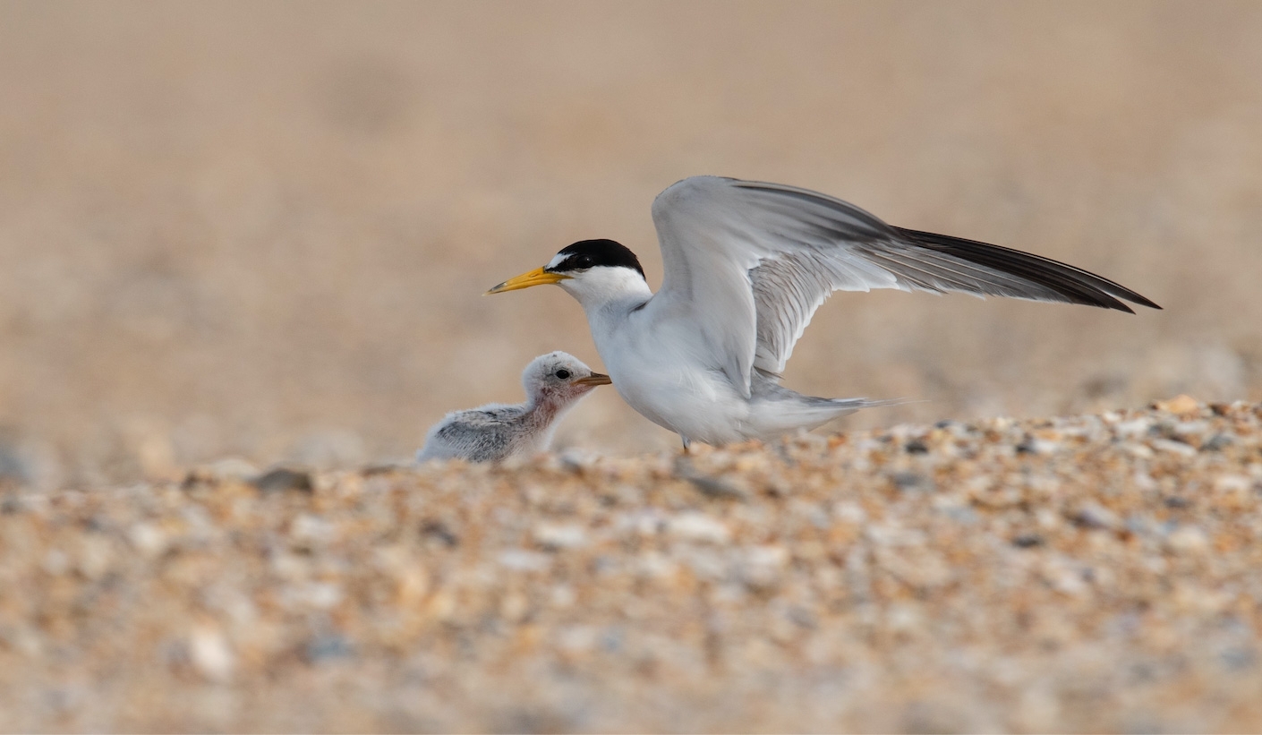 A least tern bird with a chick on beach sand.