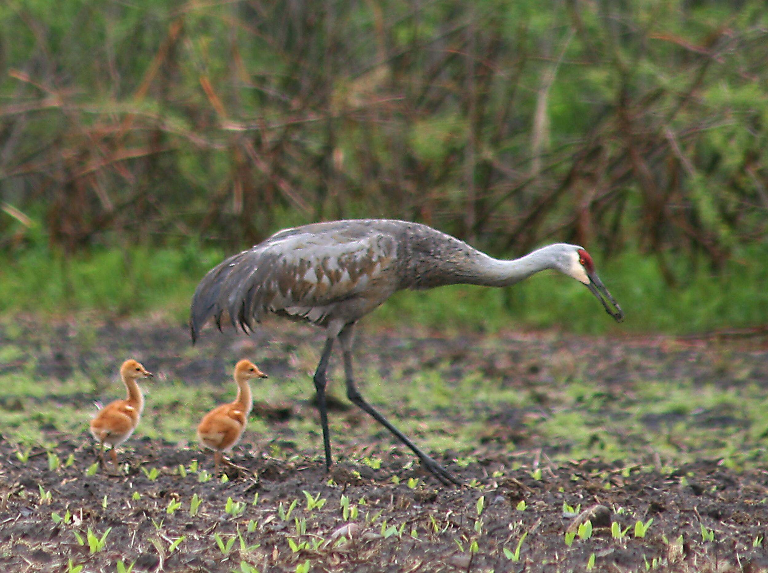 : A close-up of a Sandhill Crane and two chicks walking along a wetland area.