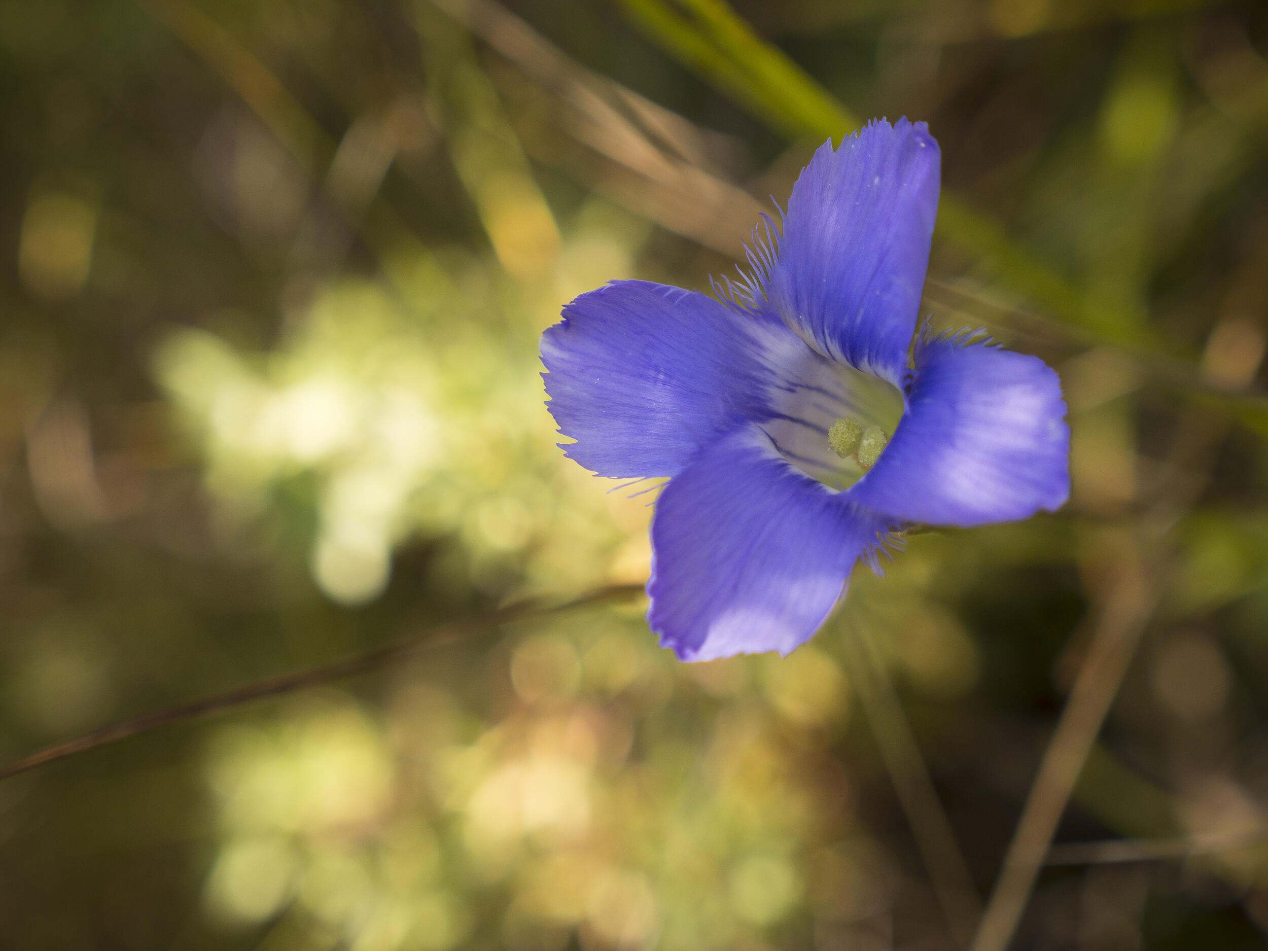 A lesser fringed gentian (Gentianopsis procera) flowering in dappled sunlight.