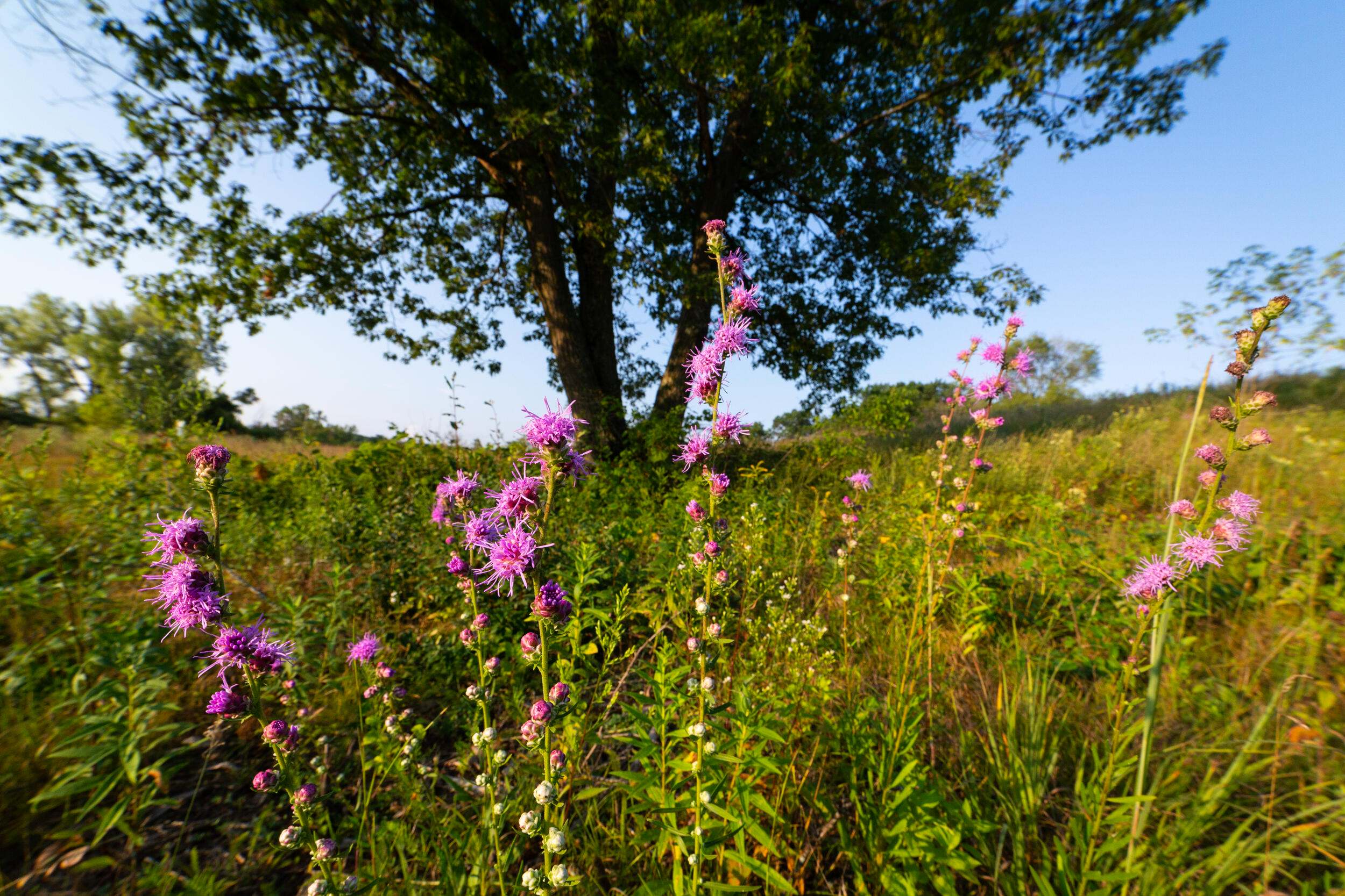 Purple wildflowers grow in a green field in front of a big tree under a blue sky.