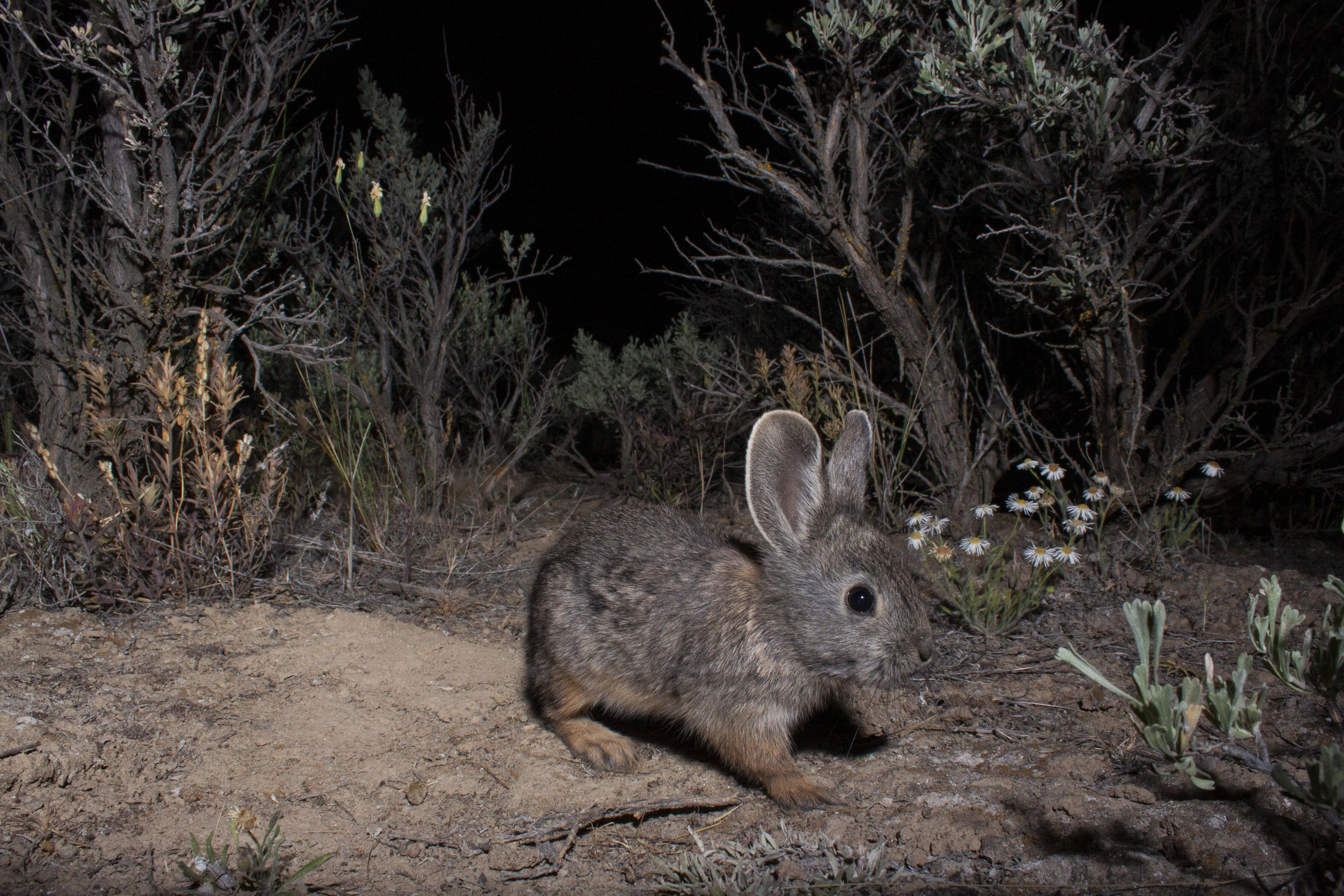 A pygmy rabbit stands on the ground as a hidden camera takes a photograph at night. 
