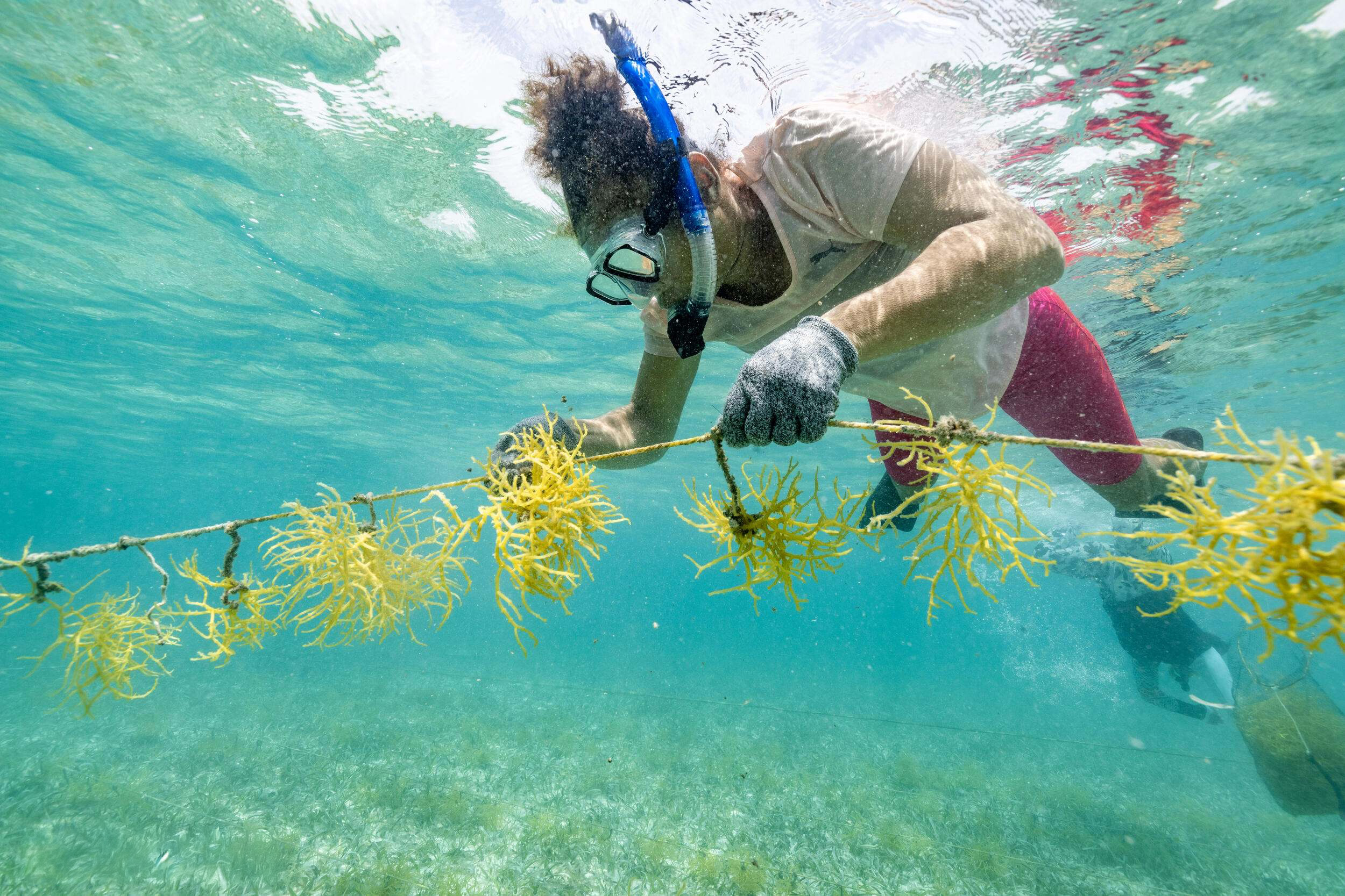 Underwater view of a snorkeler holding a line of seaweed.