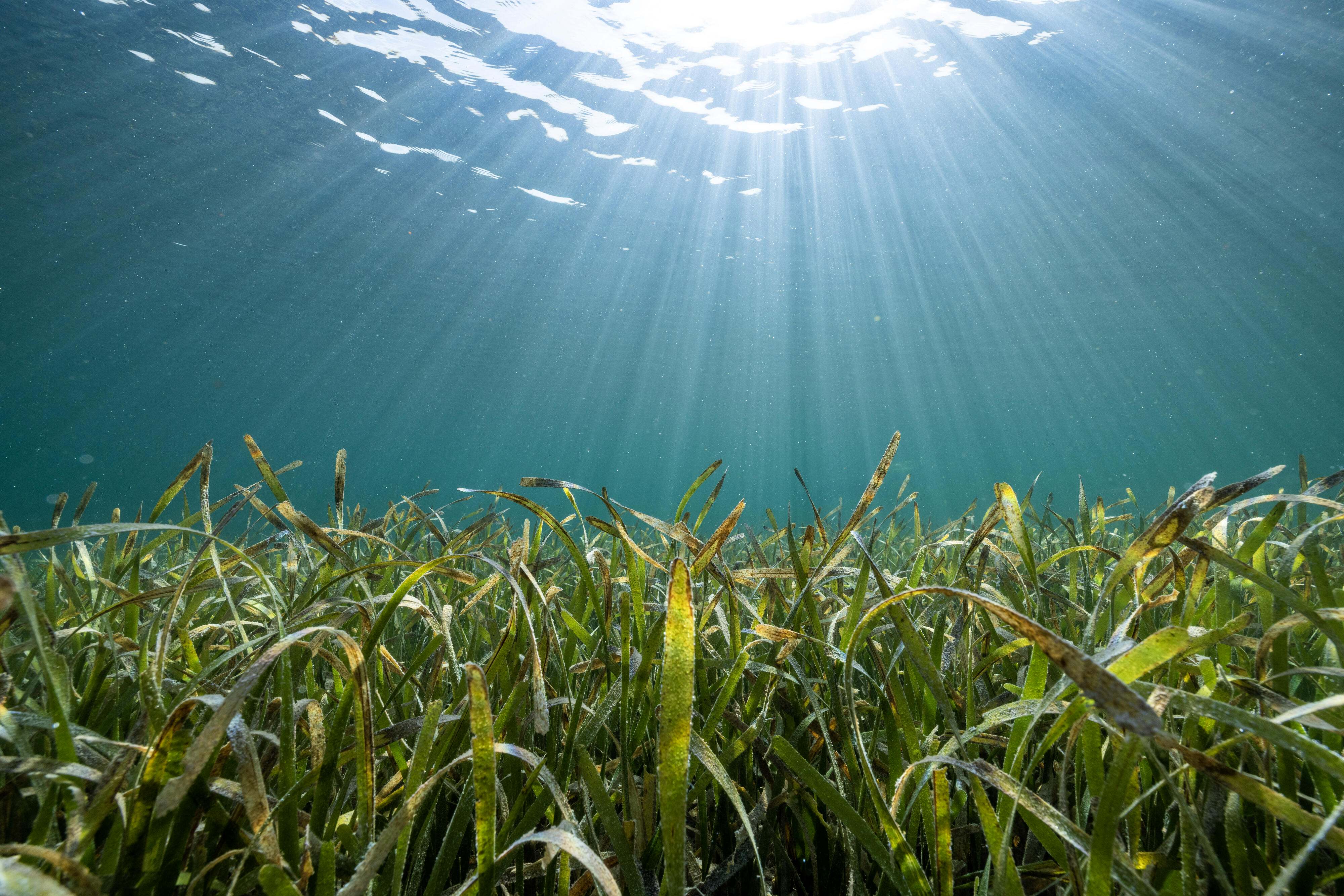 Underwater view of a meadow of sea grass off the coast of Belize.