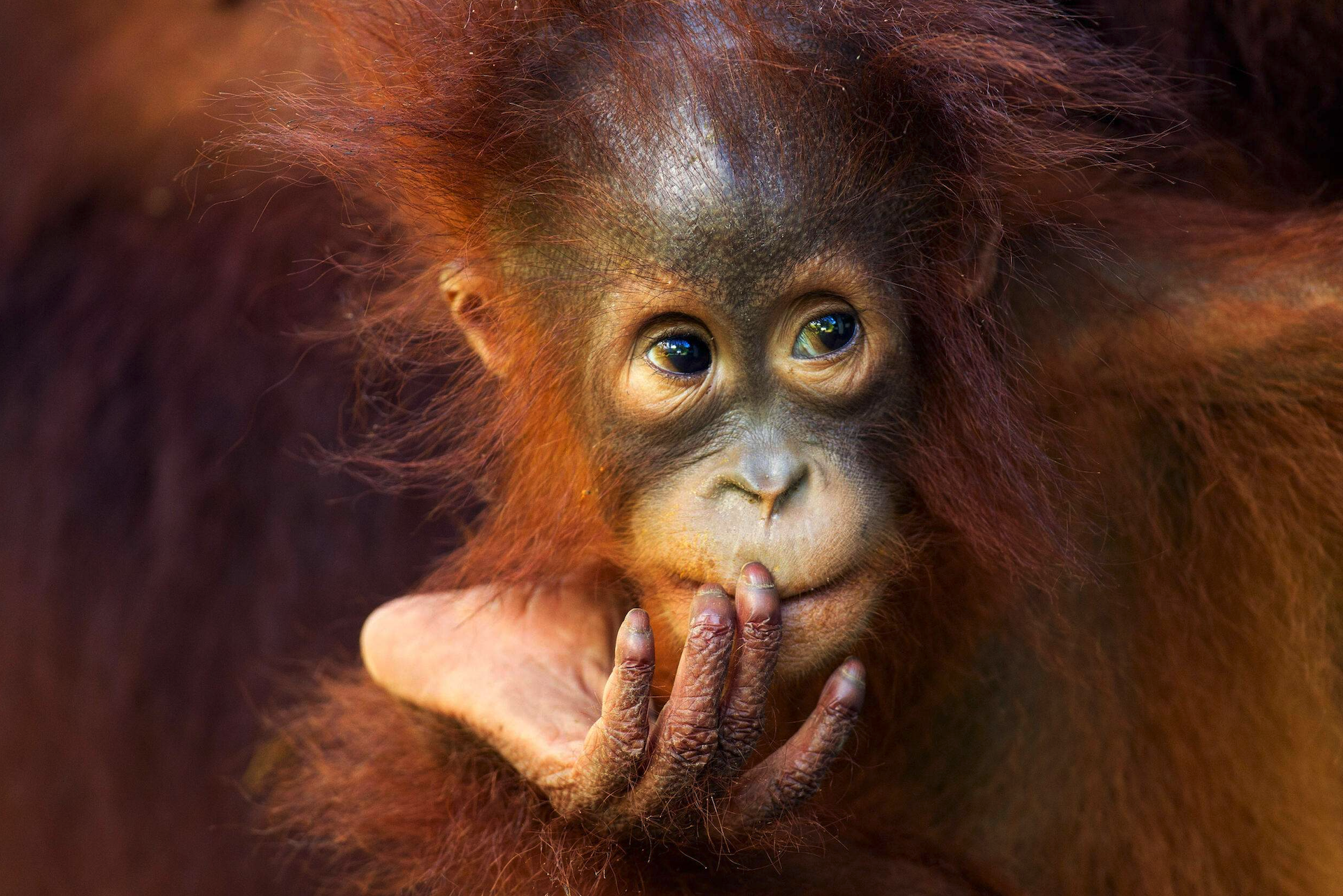 A juvenile orangutan.