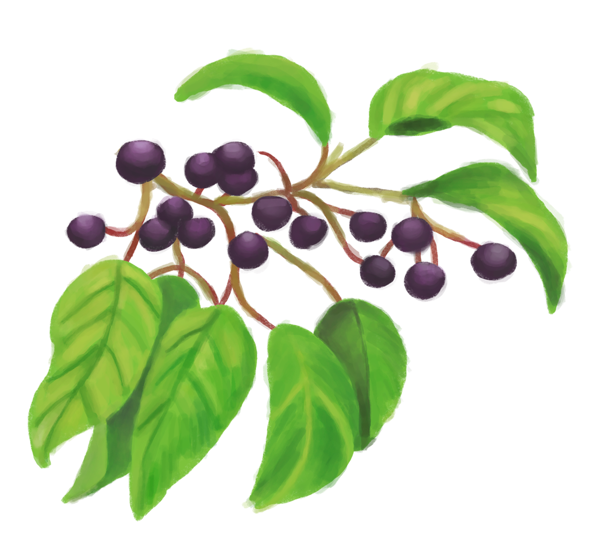 Plant with purple berries.