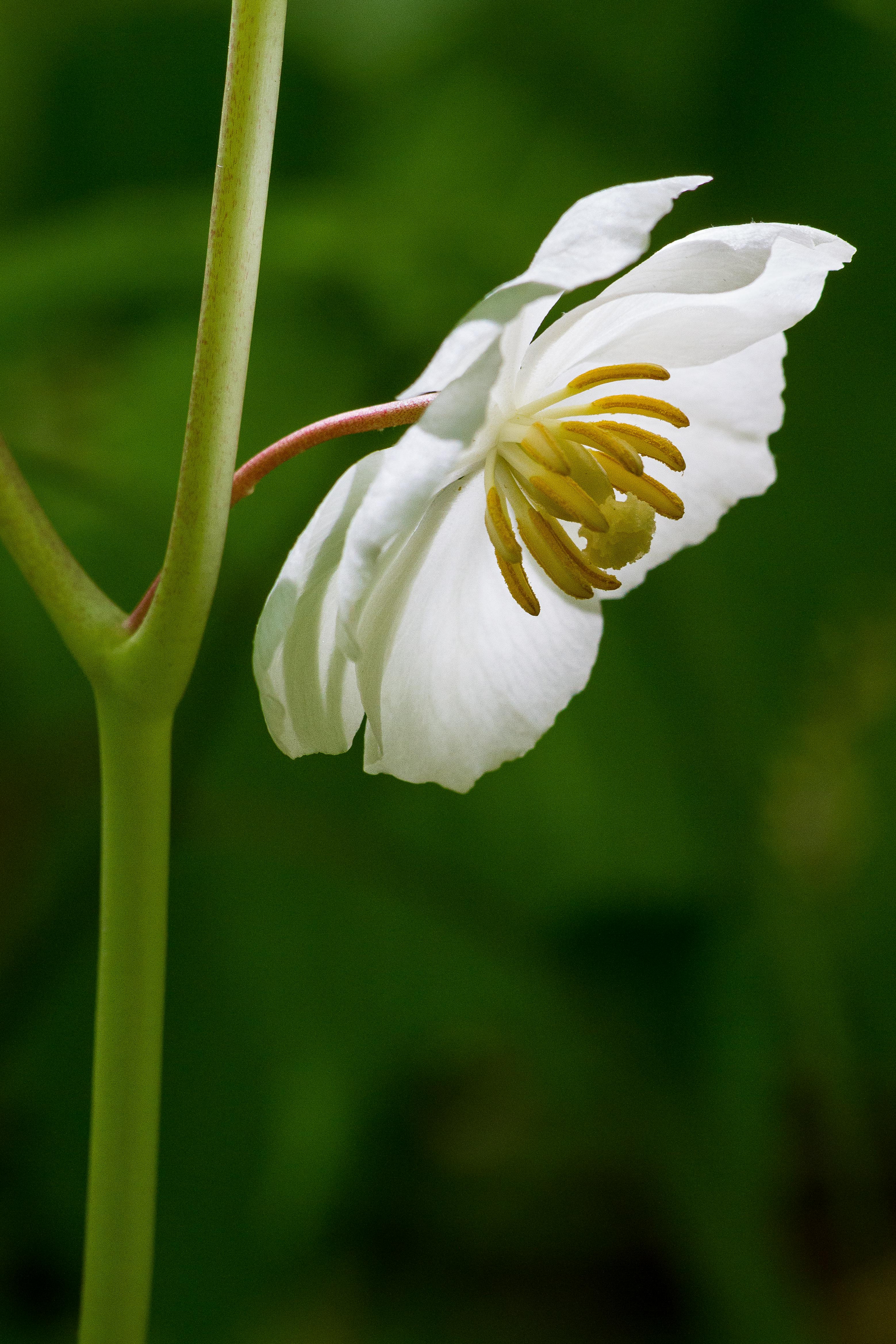 A four-petaled white flower on a delicate stem.
