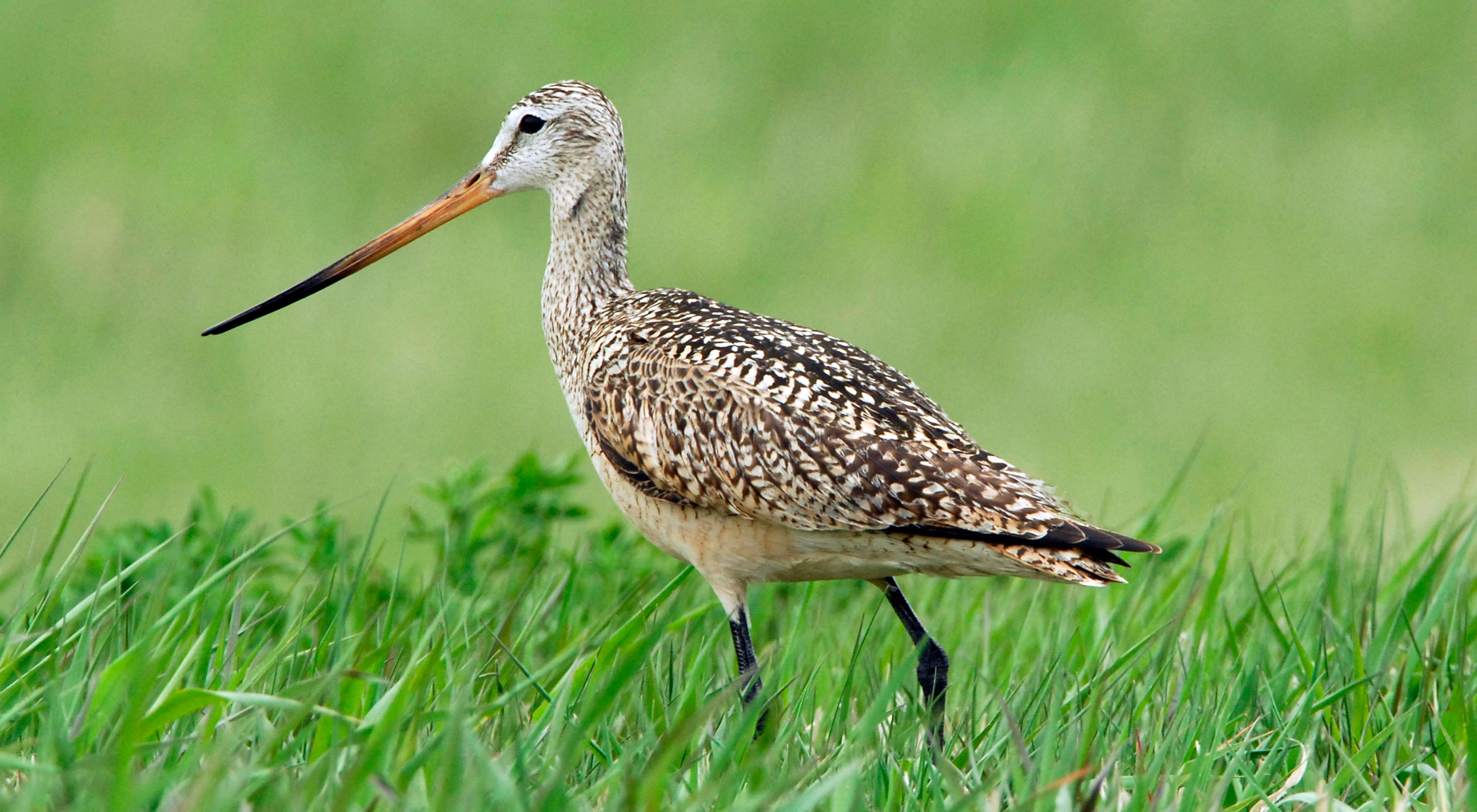 A brown bird with a long skinny beak and skinny black legs walks through green grass that is almost as tall as its legs.