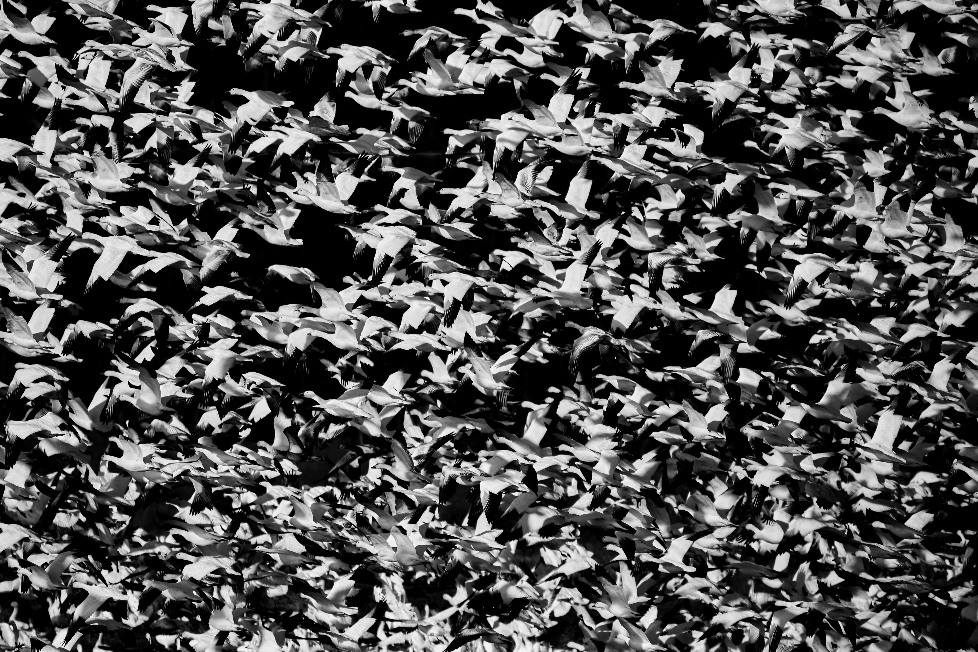 A flock of large gray cranes in flight.