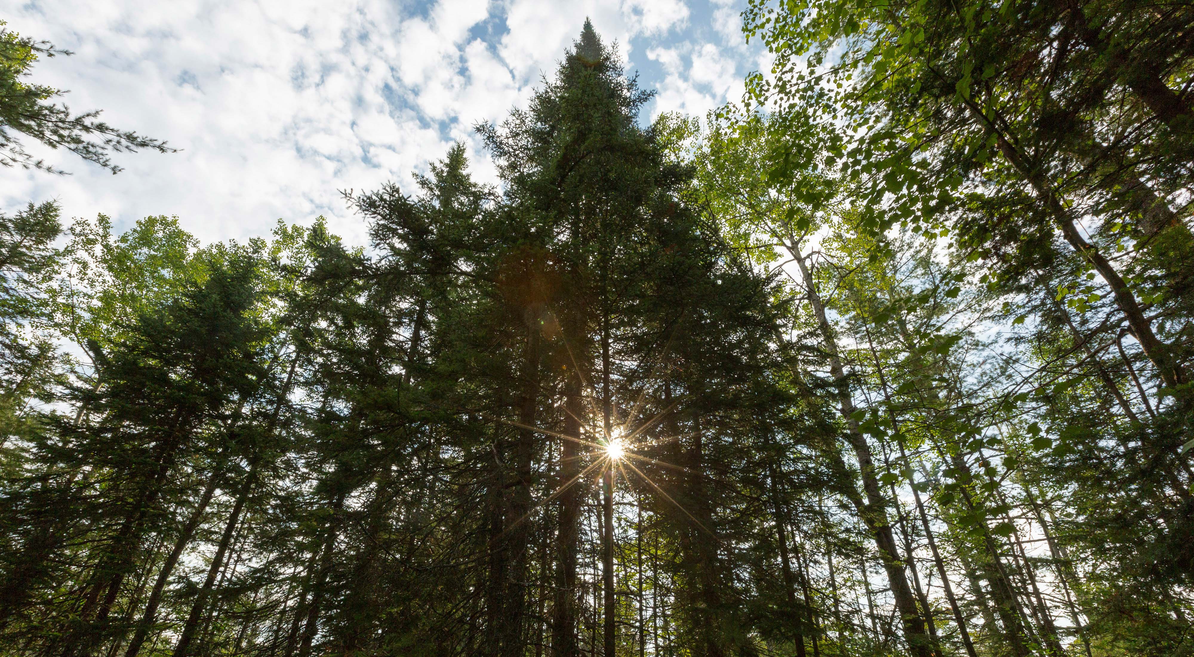 Trees in forest