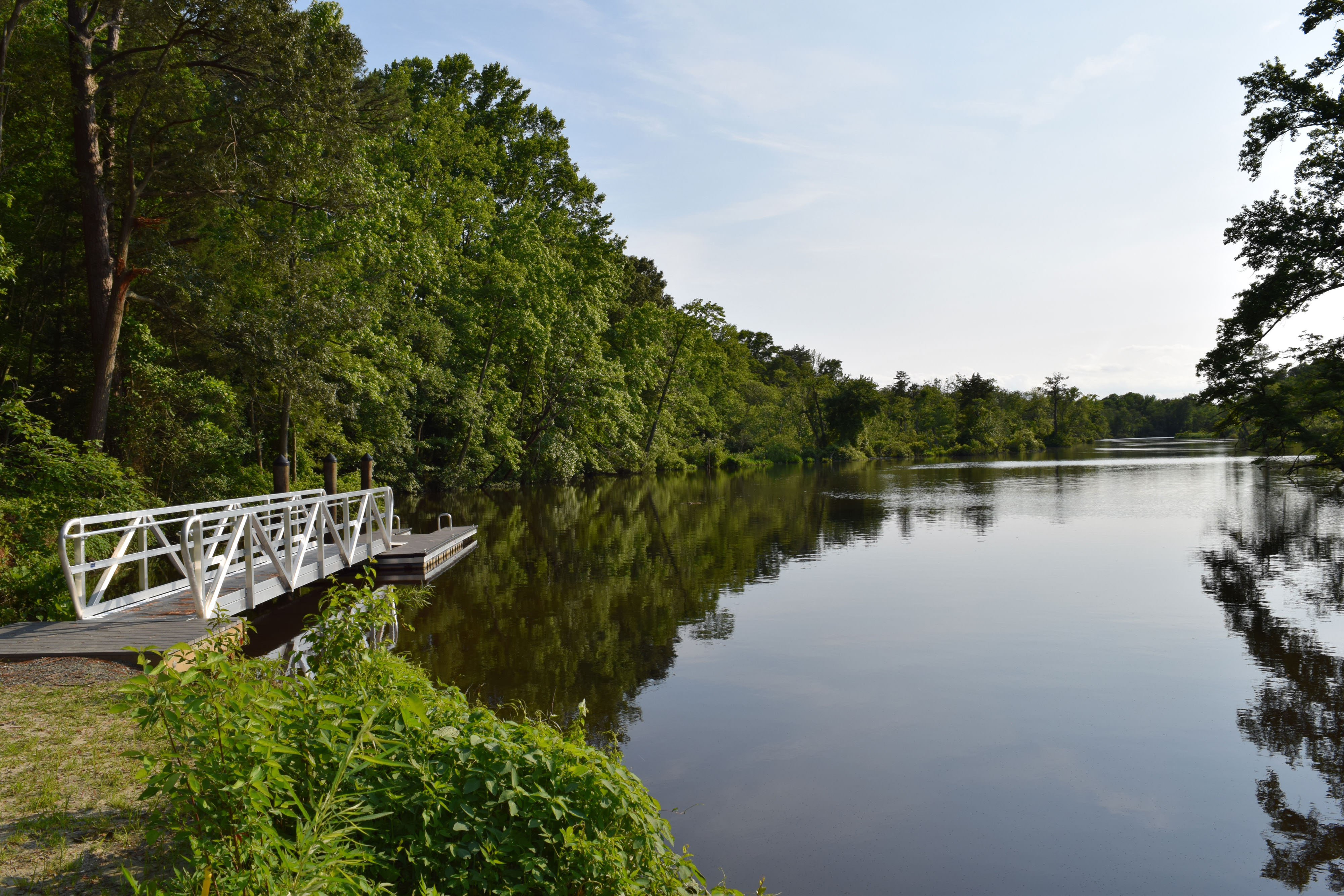 A short dock floats at the edge of the Broadkill River. The still surface of the water reflects the tall leafy green trees that line the river's edge.