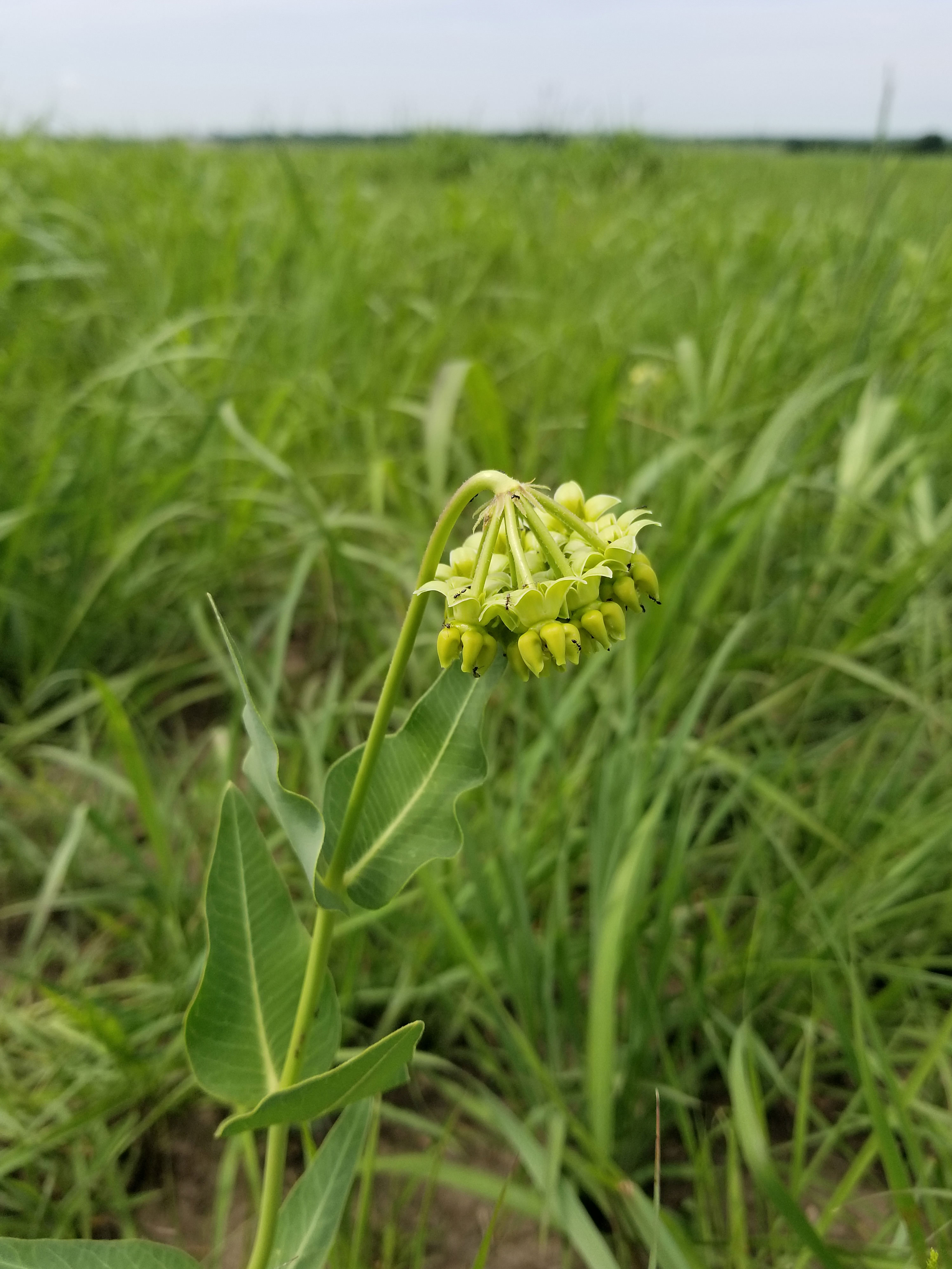 Green Mead's milkweed pod droops from its stalk