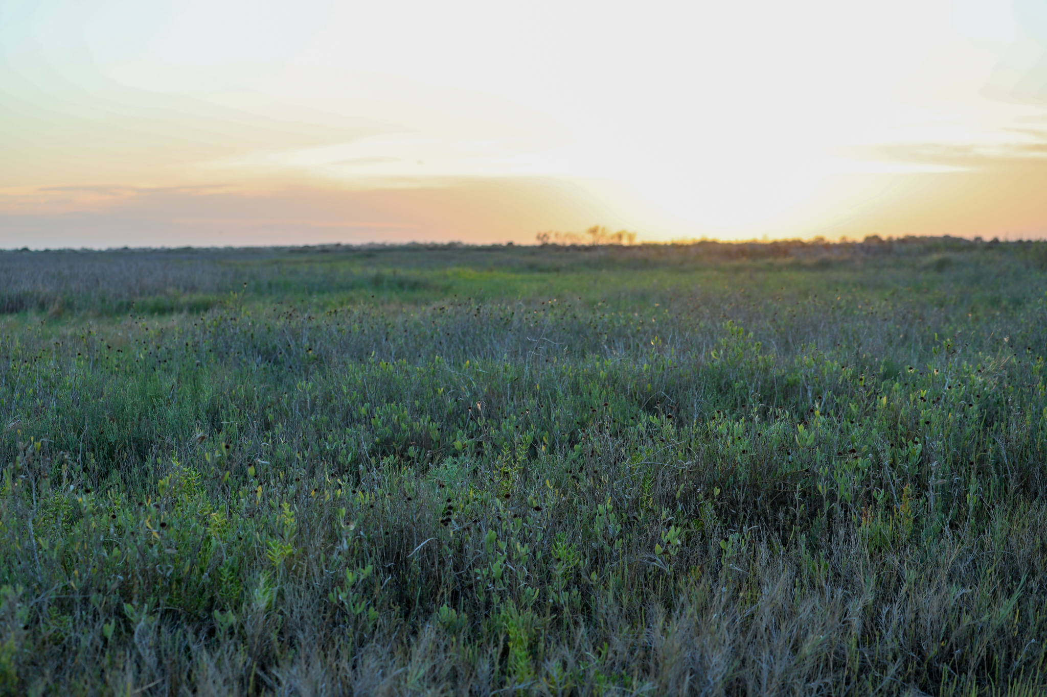 Sunrise over a river line with dense vegetation and floating plants.