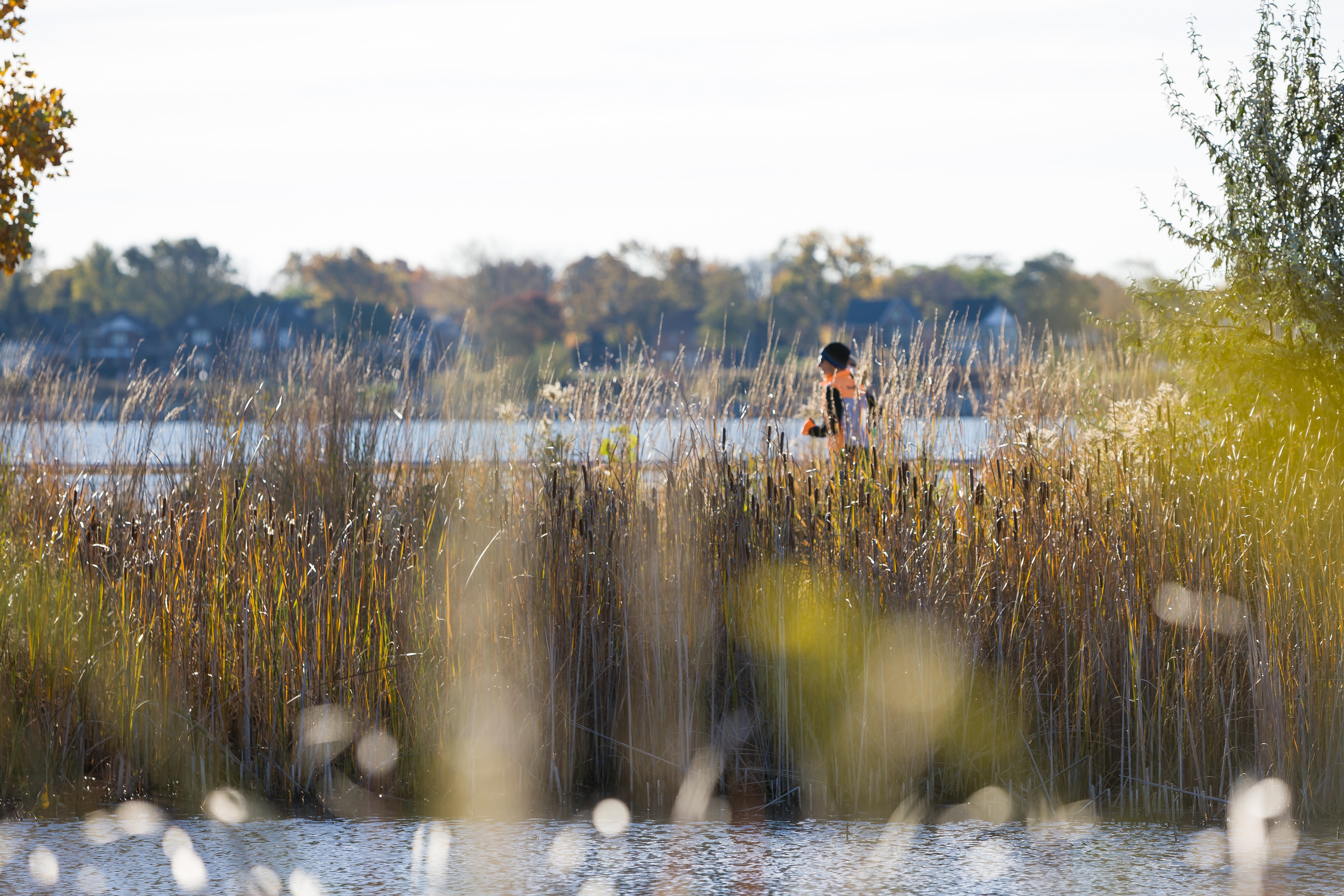 Tall grasses amid wetlands in the foreground with a jogger in the background on a sunny day.