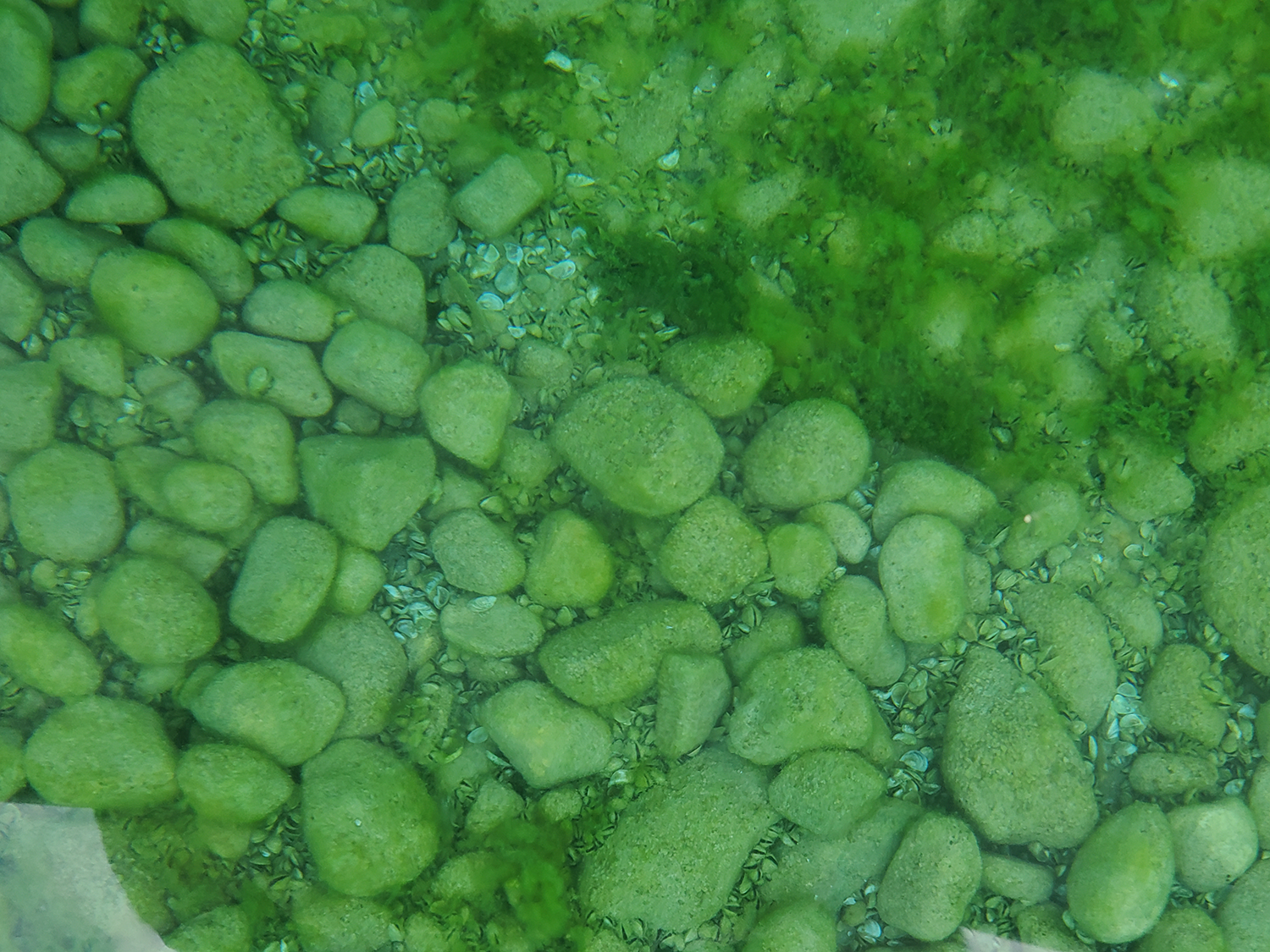 View looking down into green water with reef habitat with large cobbles embedded in sand and dead mussel shells, with dense clusters of quagga mussels along the margins and several round goby.