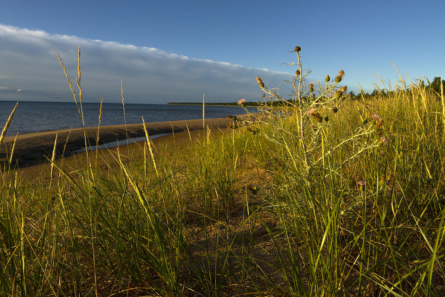 Pitcher's thistle grows along the sandy shore of a lake. 