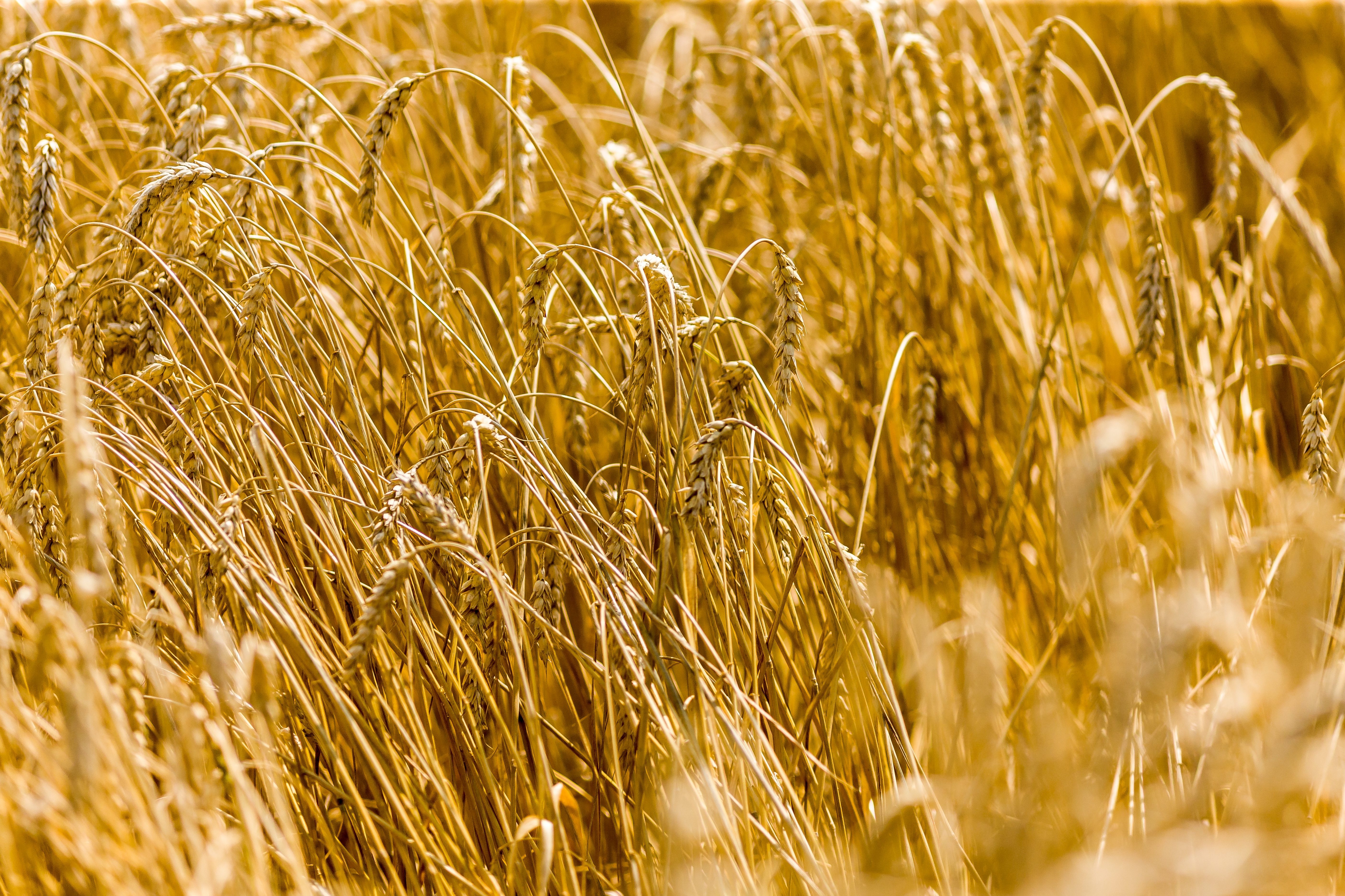 A field of ripe wheat bathed in golden sunlight.