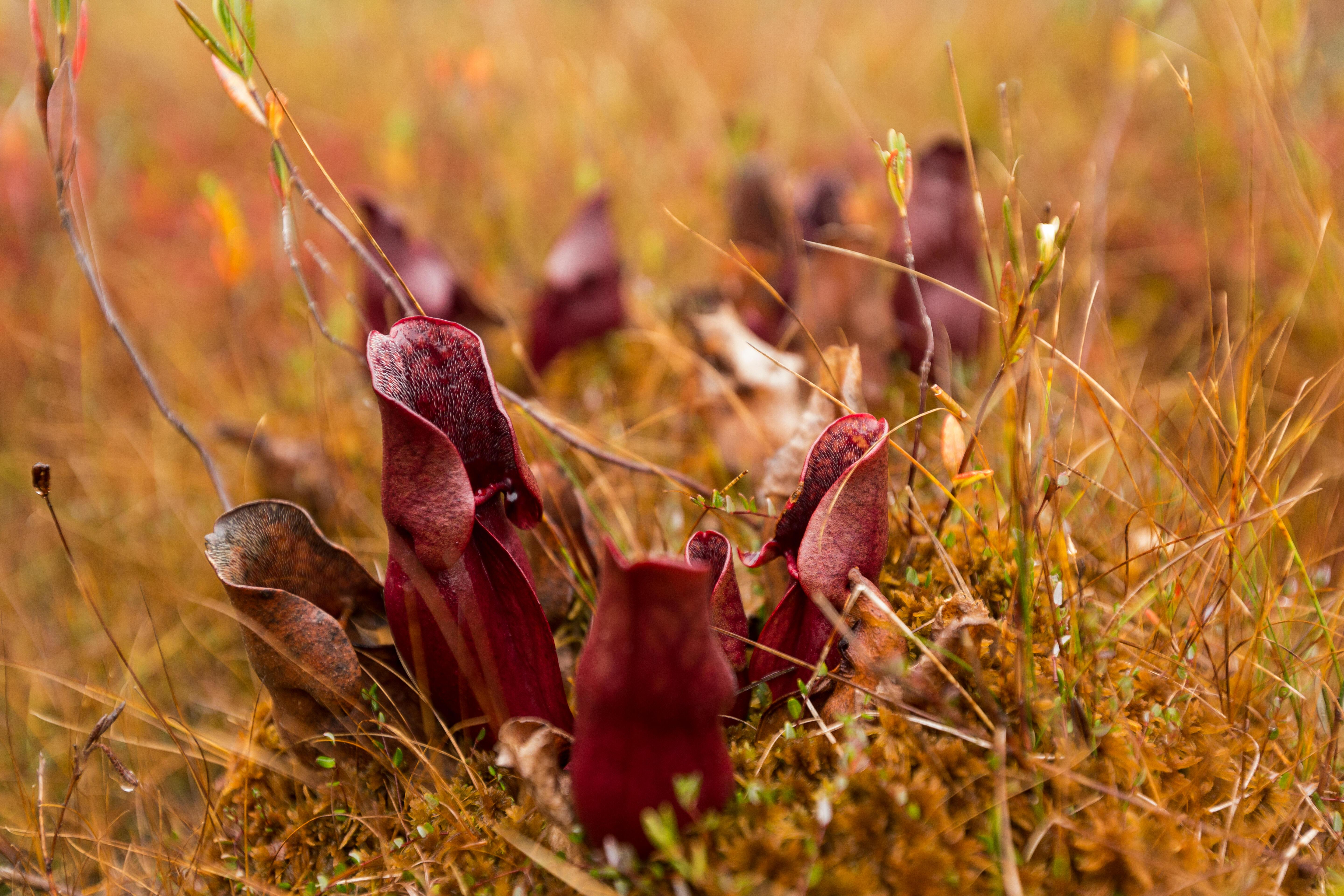 The crimson leaves of a pitcher plant on the forest floor at Wilderness Lakes Reserve in autumn. 