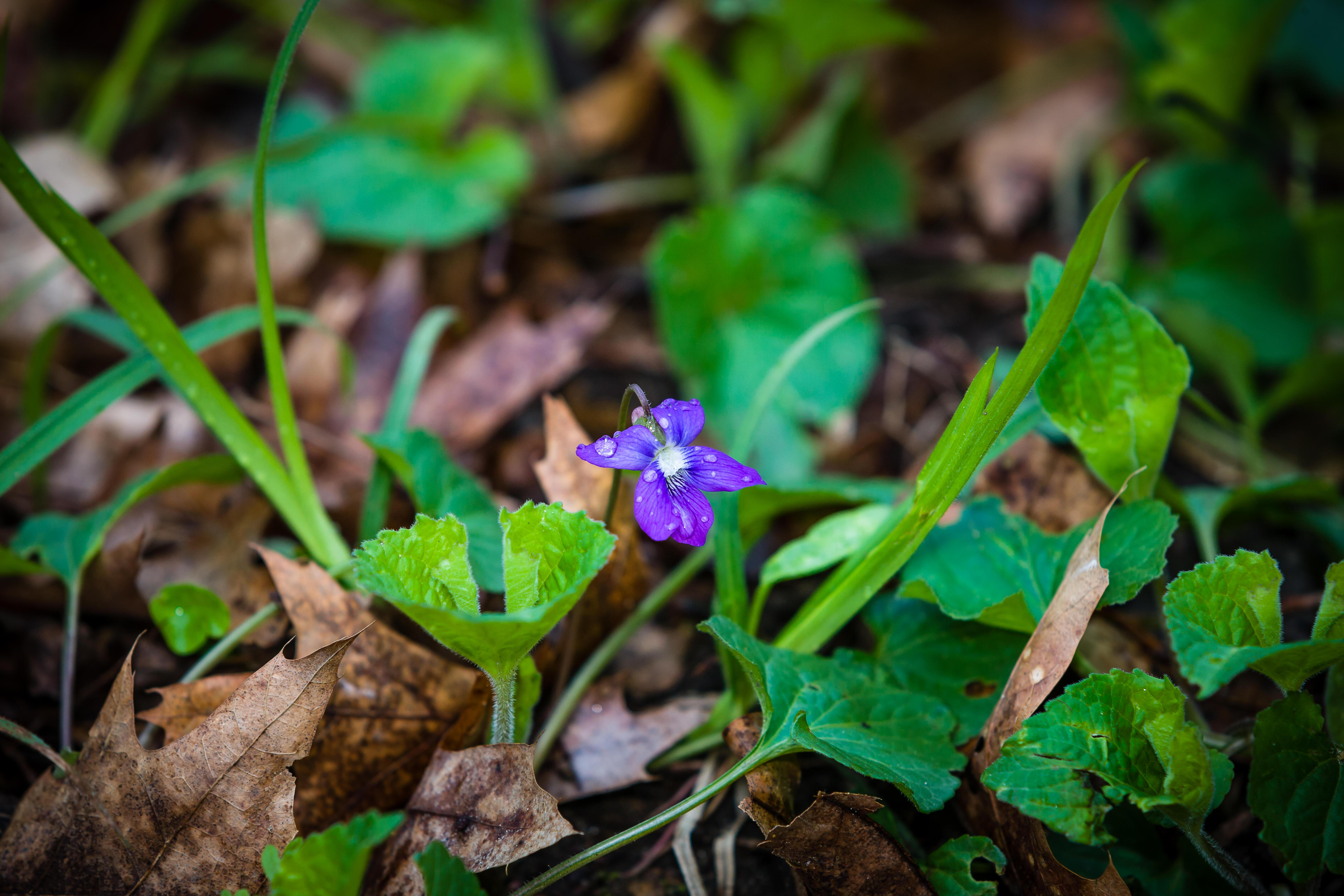 A purple violet covered in water drops at Nan Weston Nature Preserve at Sharon Hollow in Michigan. 