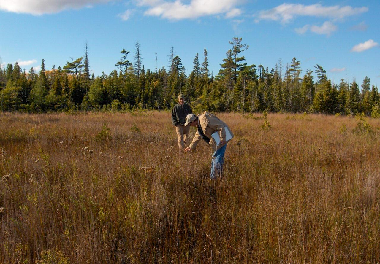 Two men stand in a field of tall golden grasses, with a forest on the edge of the field in the background.