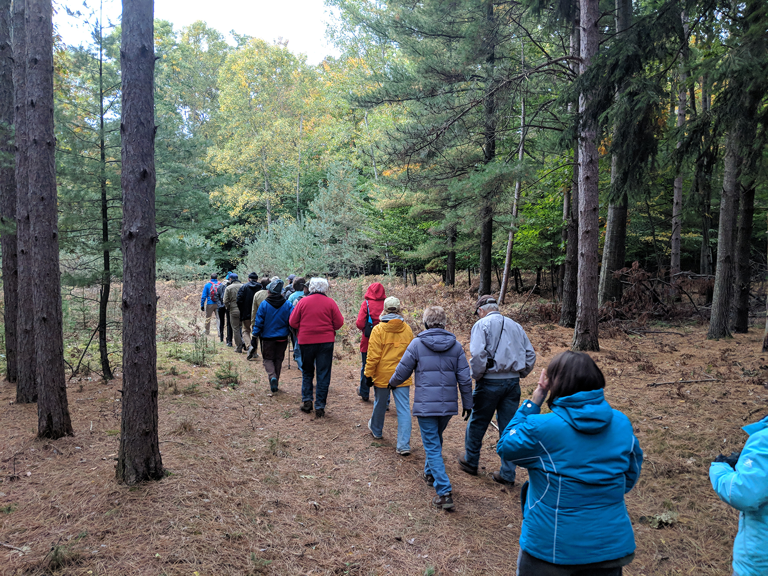 A group of people walk along a trail through a forest. 