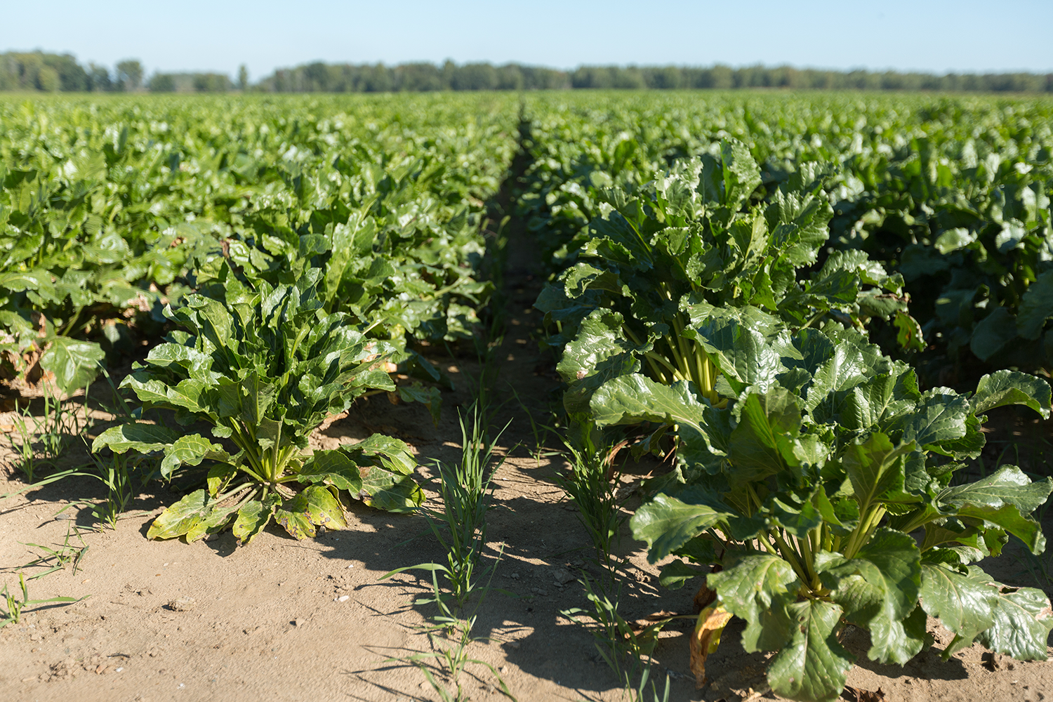 Rows of crops growing from the soil on a farm in Michigan's Saginaw Bay on a sunny day. 