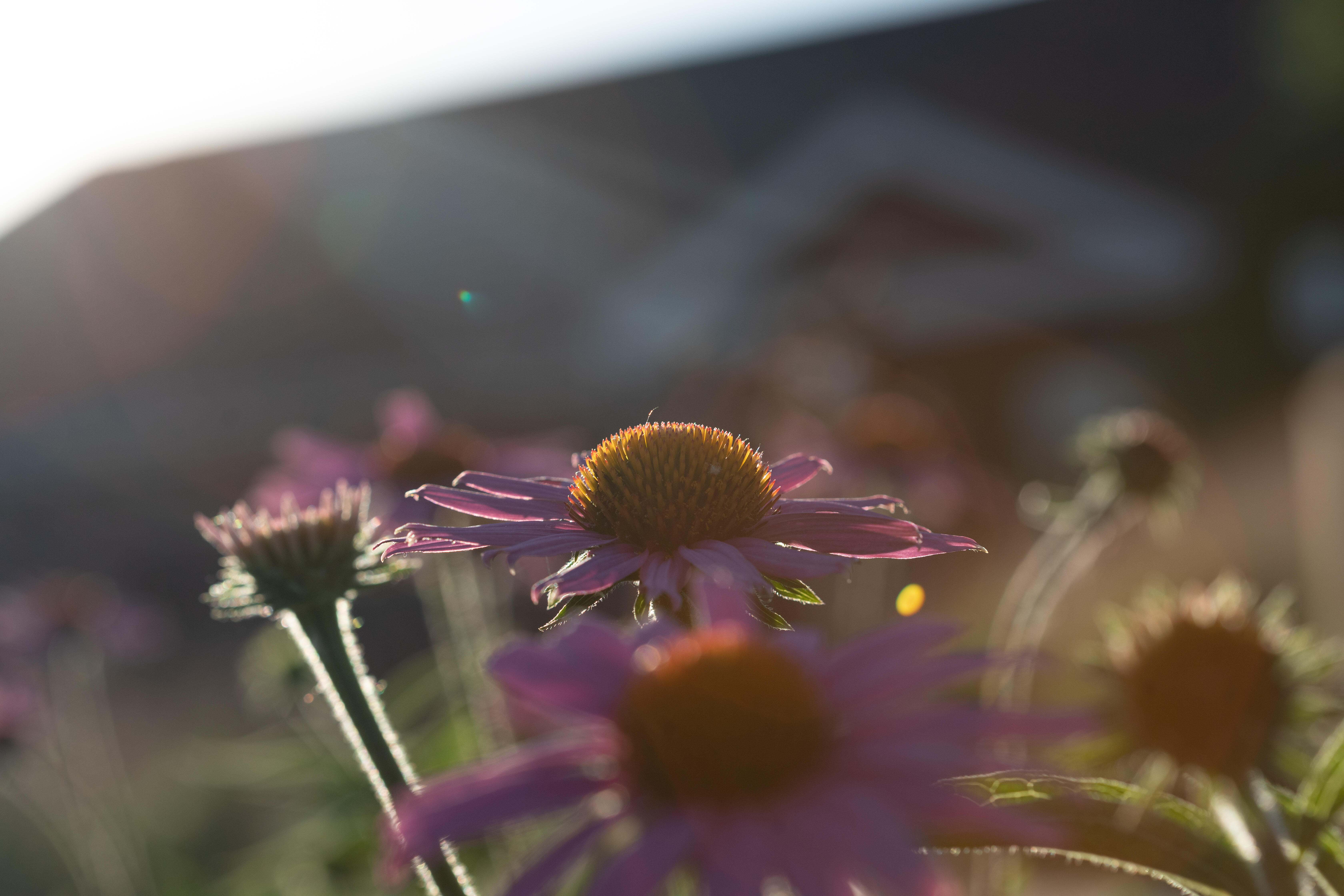 The sun shines down on a few purple coneflowers at the Sacred Heart Church installation in Detroit, Michigan.