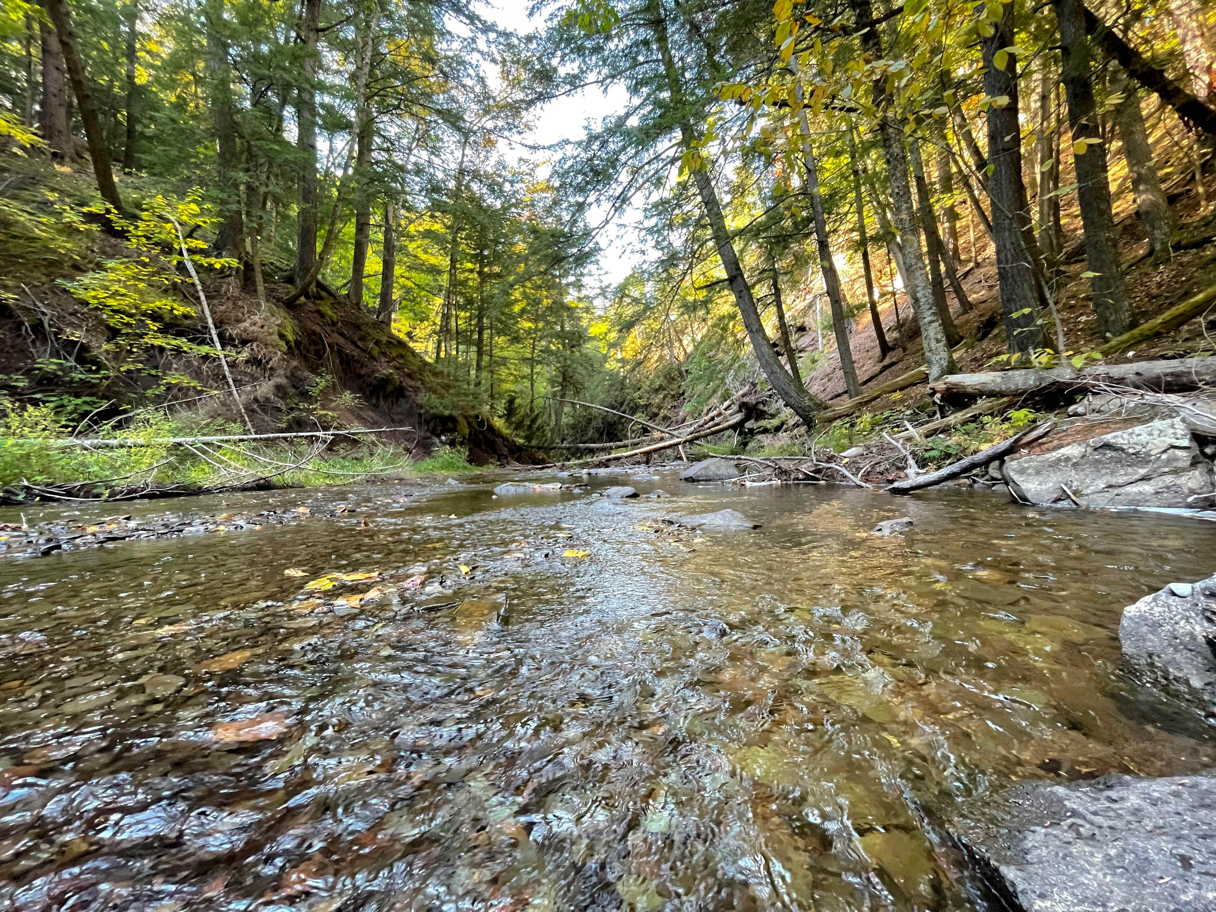 A river runs through a forest of towering trees. 