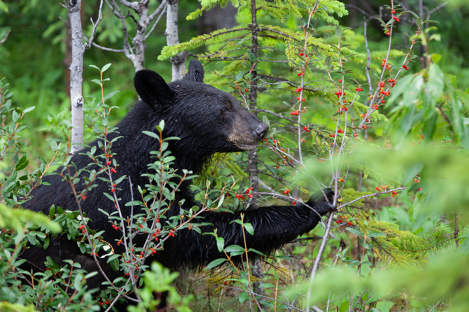 A black bear eats berries in an area of dense, green vegetation. 