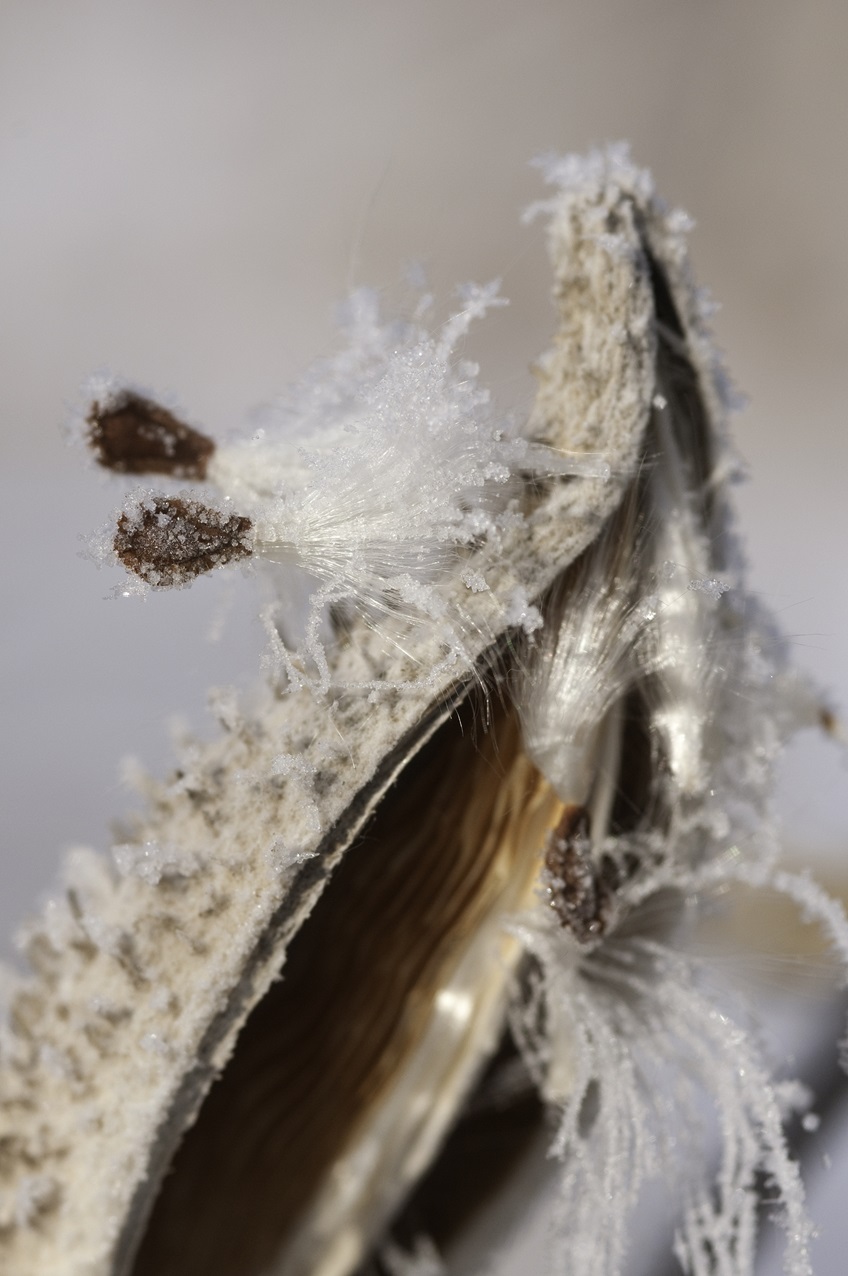 Close-up of a dried milkweed pod.