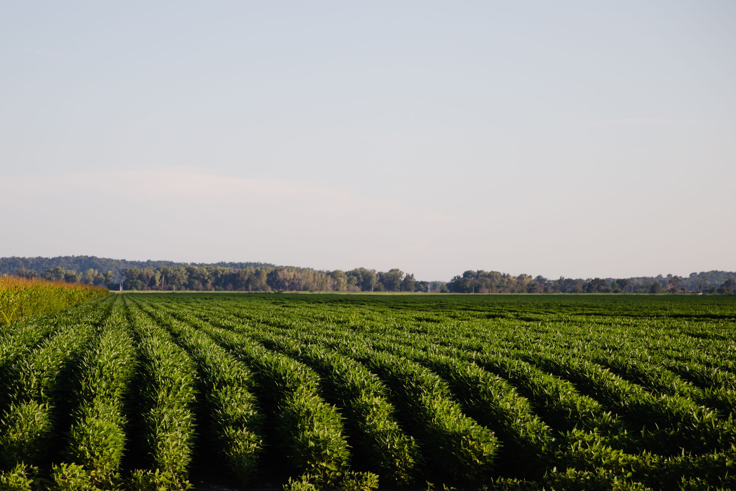 A field of row crops on a clear day. 