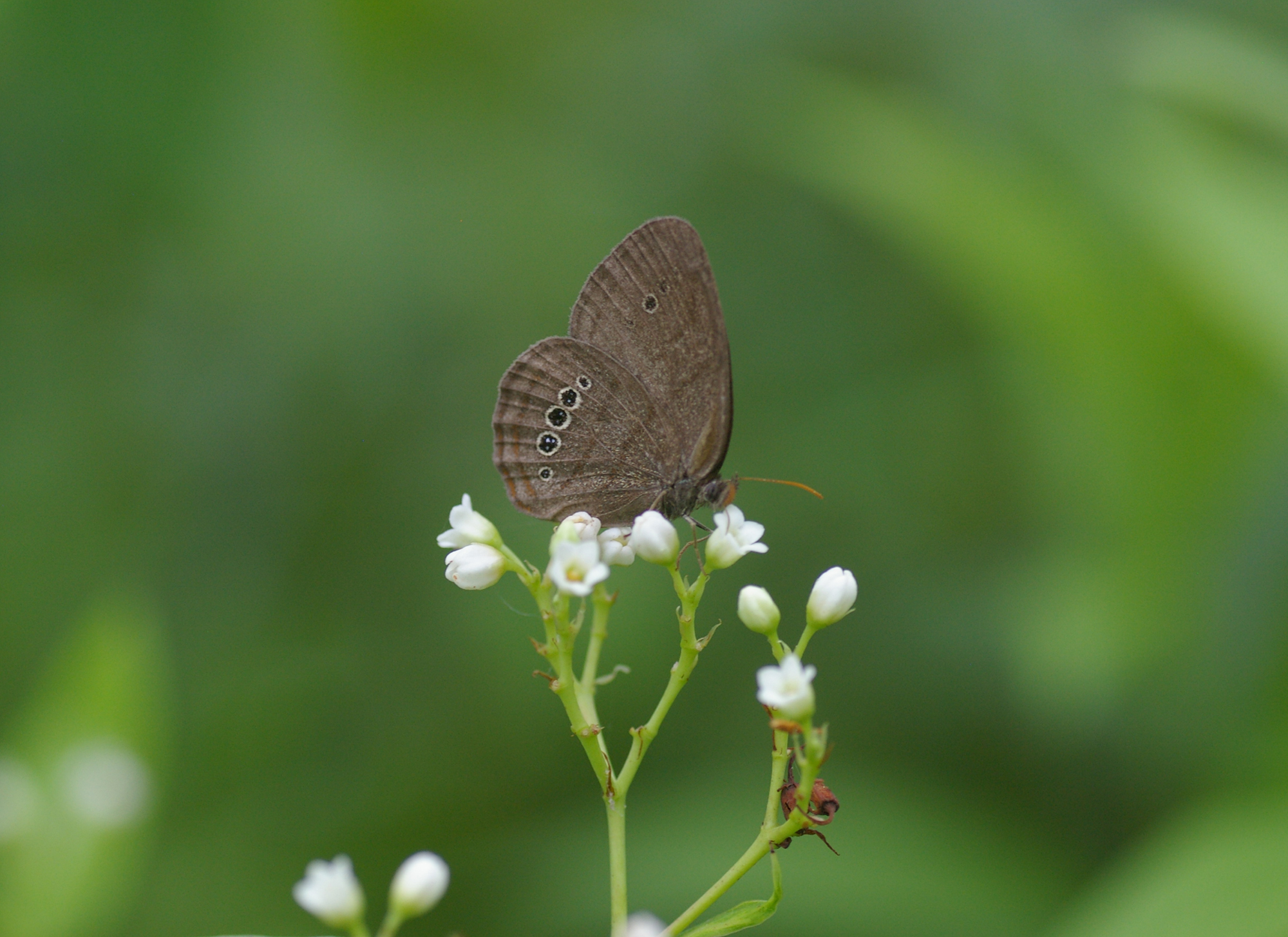 A Mitchell's satyr, one of the world's rarest butterflies, rests on a flower. It's distinctive eyespots are shown on the ventral surface of the wing. 