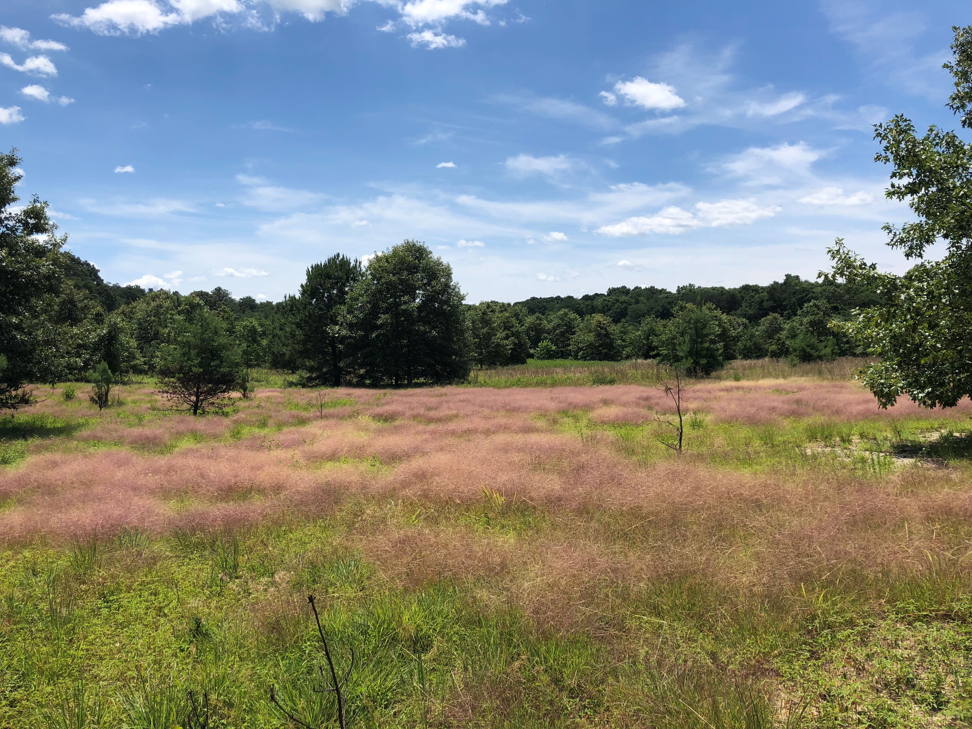 A view of a grassy field with tall green and pink grasses sits in front of a tree line in the distance.