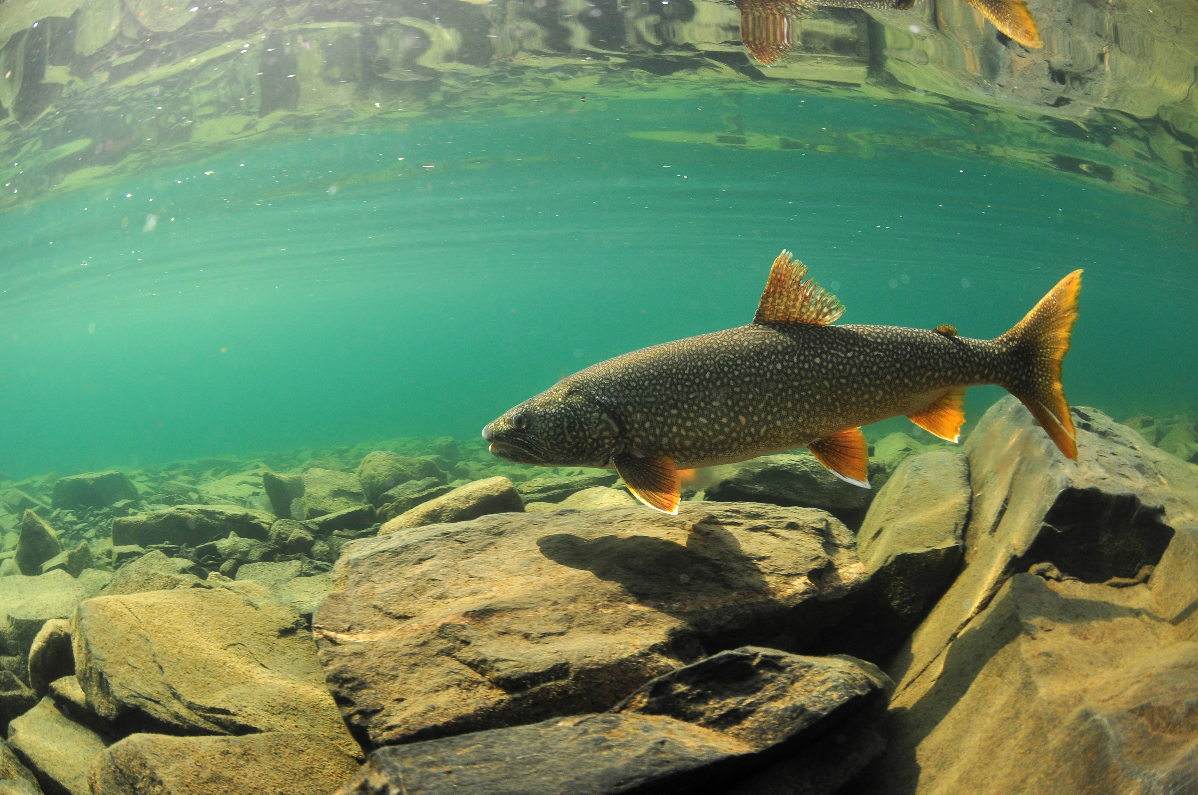 A fish swims through blue water along a bed of rocks. 