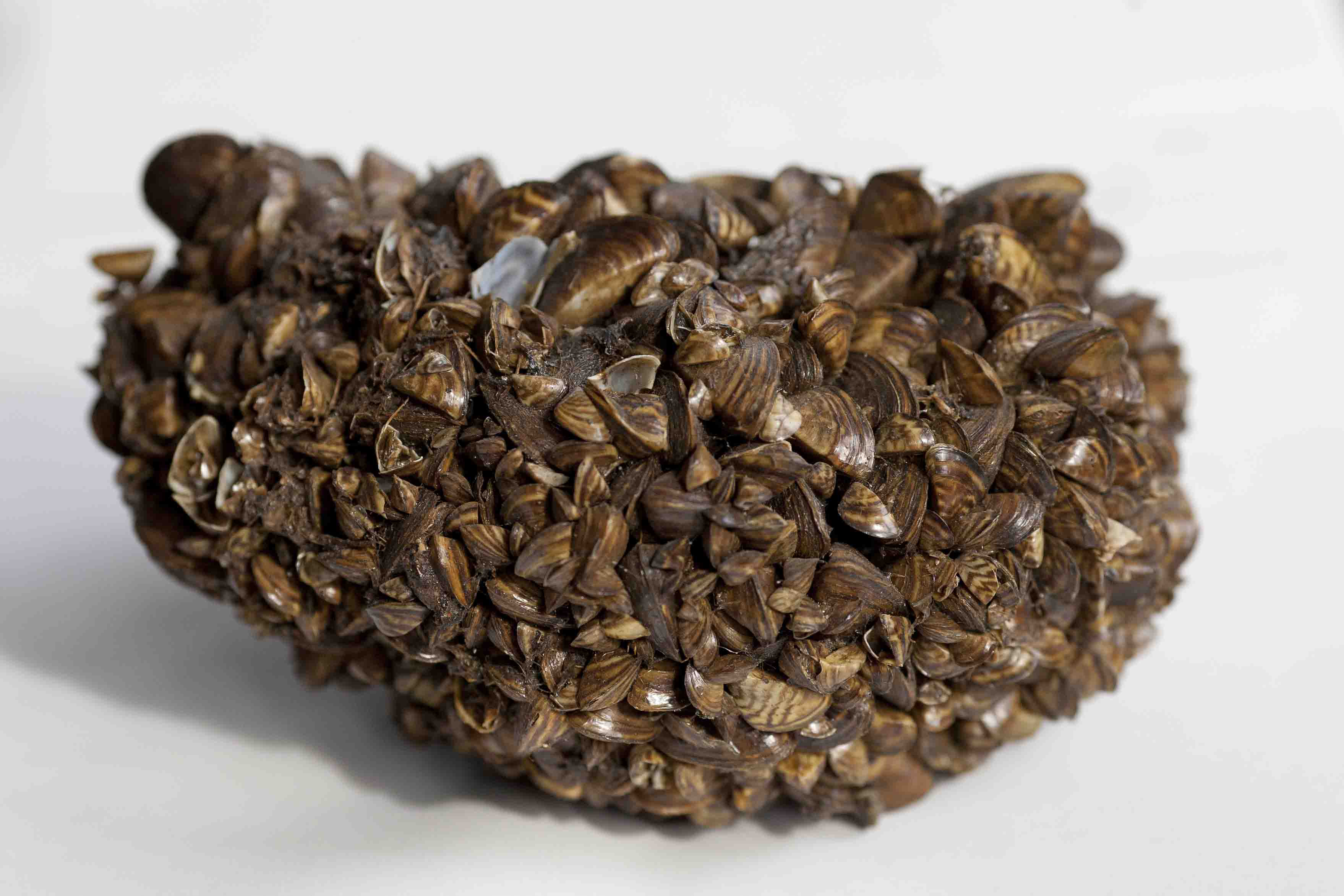 A mass of zebra mussels that are stuck together sitting on white background. 