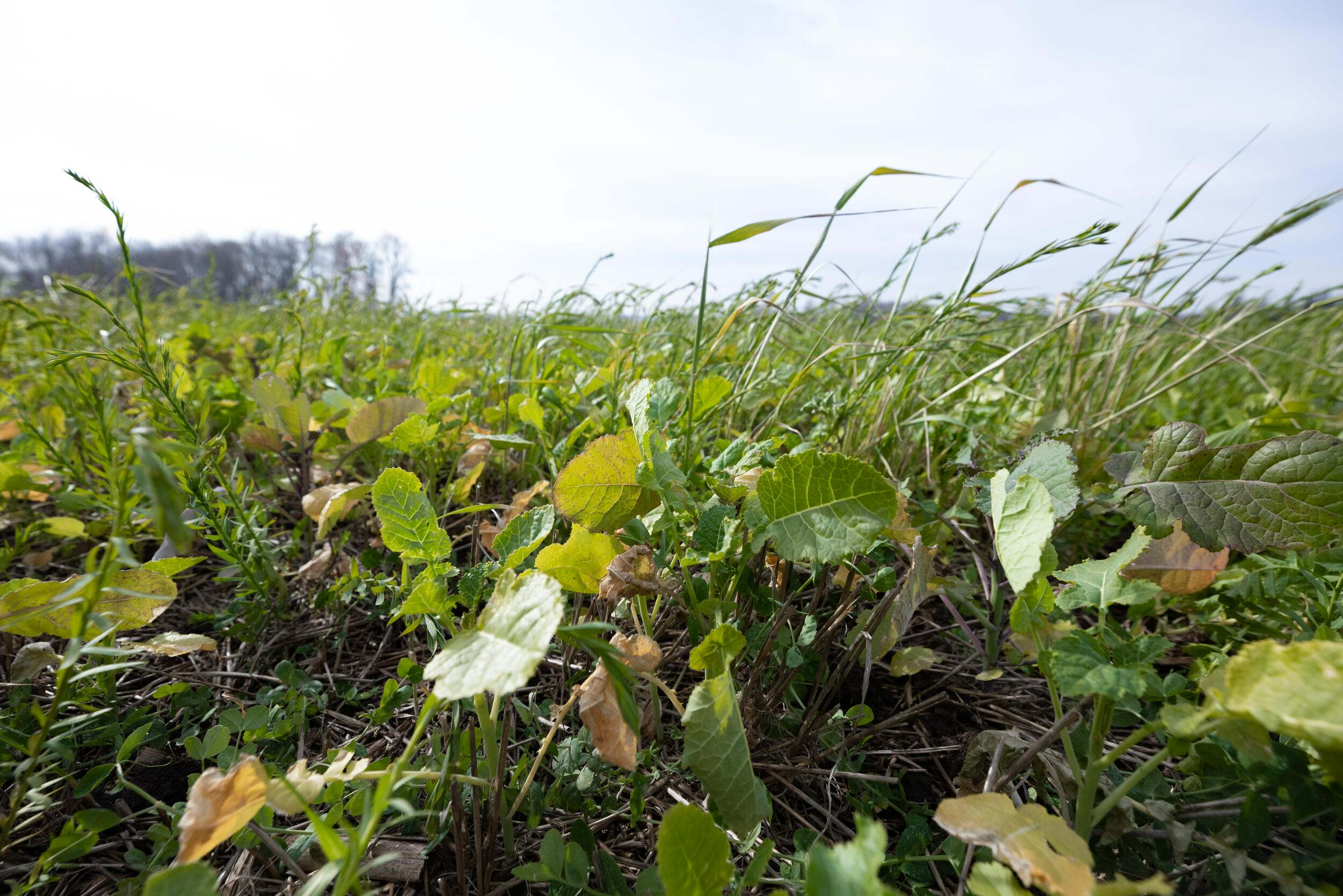 Close up view of cover crops.